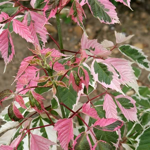 Acer Negundo Trees Ash Leaf Maples