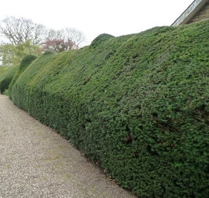 Taxus Baccata Root Ball The English Yew Hedge