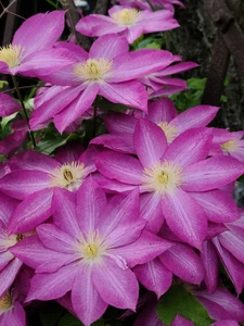 Clematis