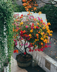 Patio Flowering Trees