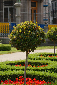 Bay Trees Laurus Nobilis