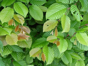 Carpinus The Hornbeam Hedge