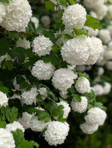 Instant Impact Extra Large Shrubs