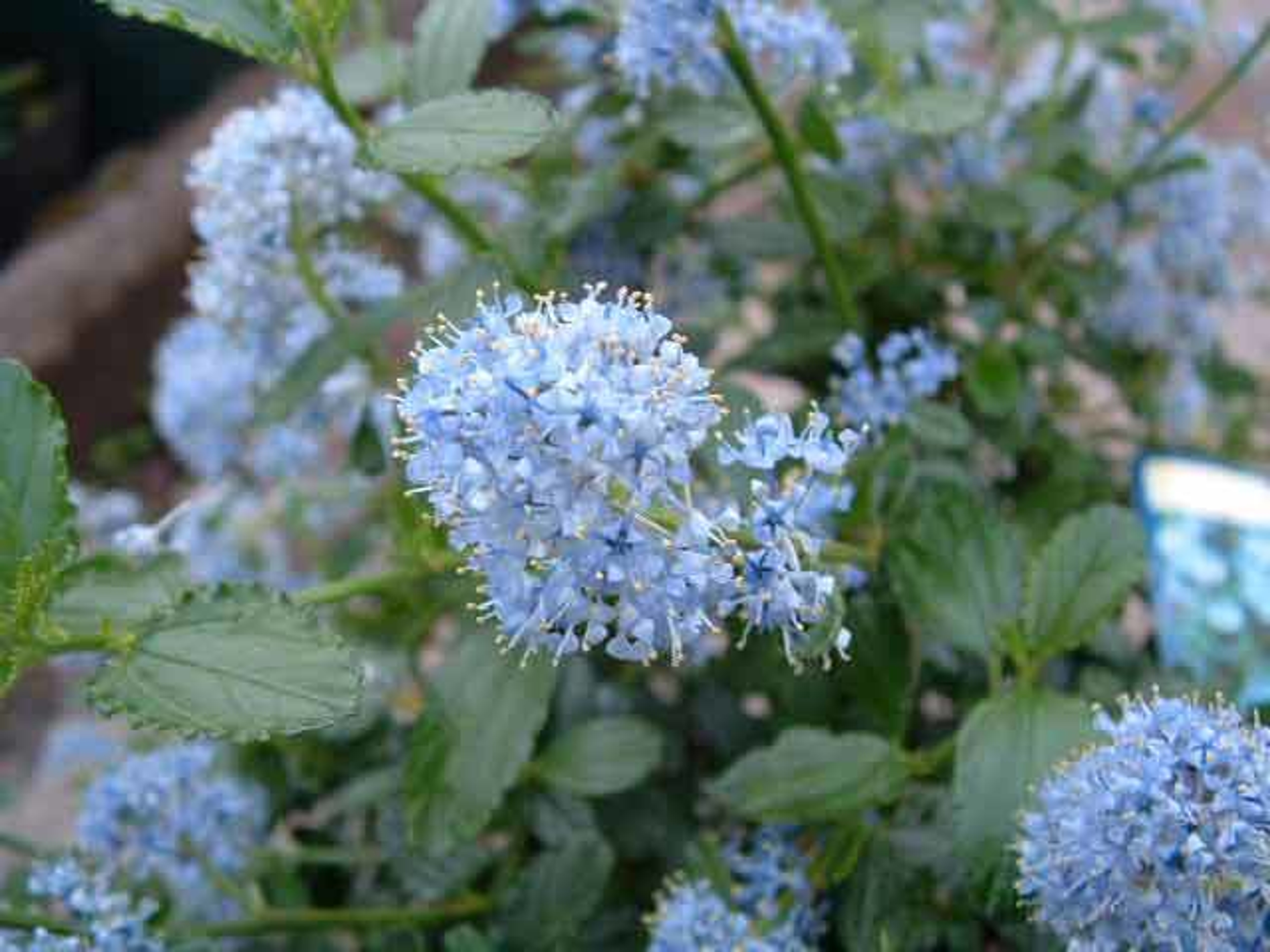 Flower Colour Blue