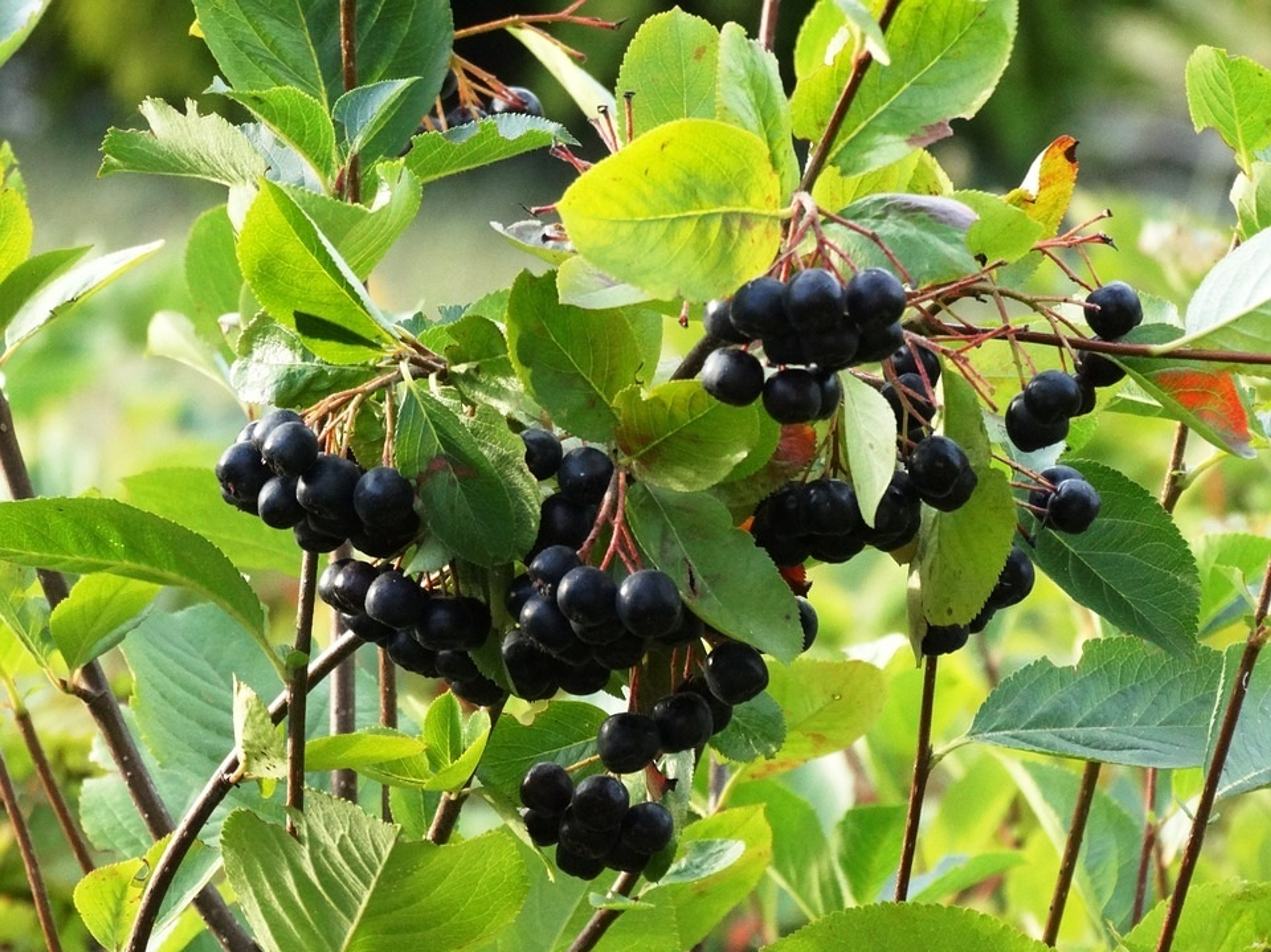 Chokeberry