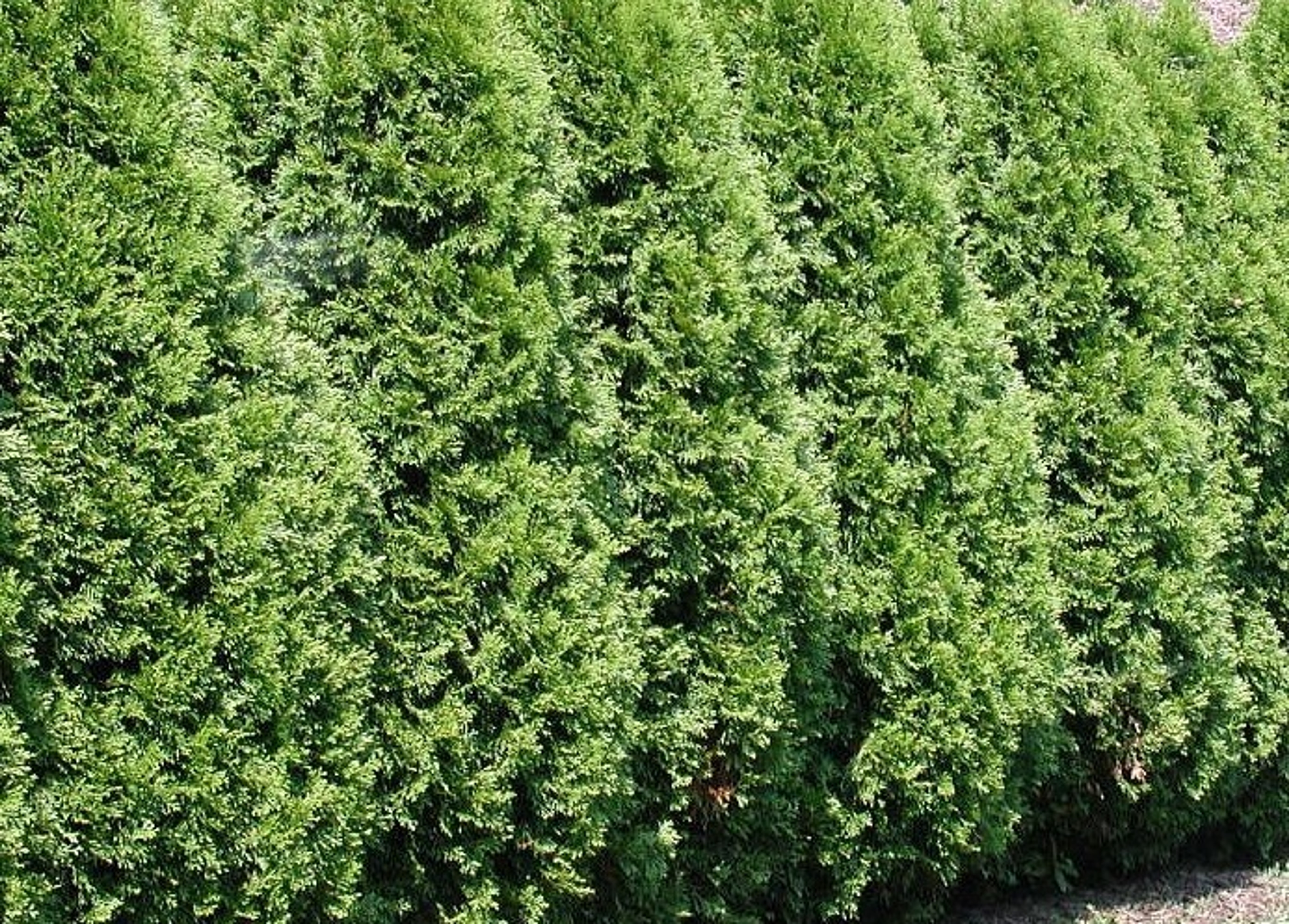 Thuja Plicata The Western Red Cedar Hedge