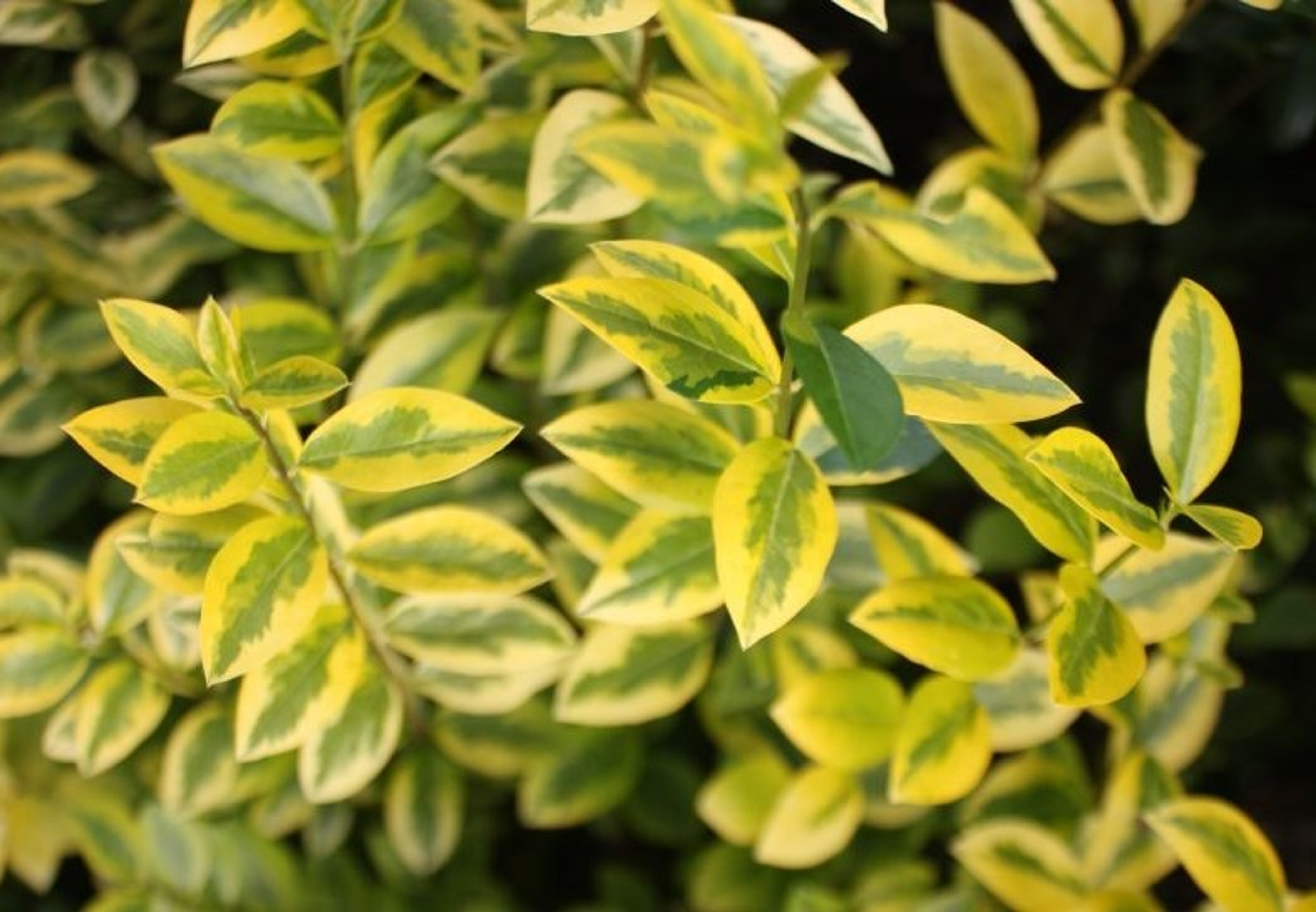 Ligustrum Aureum Troughs