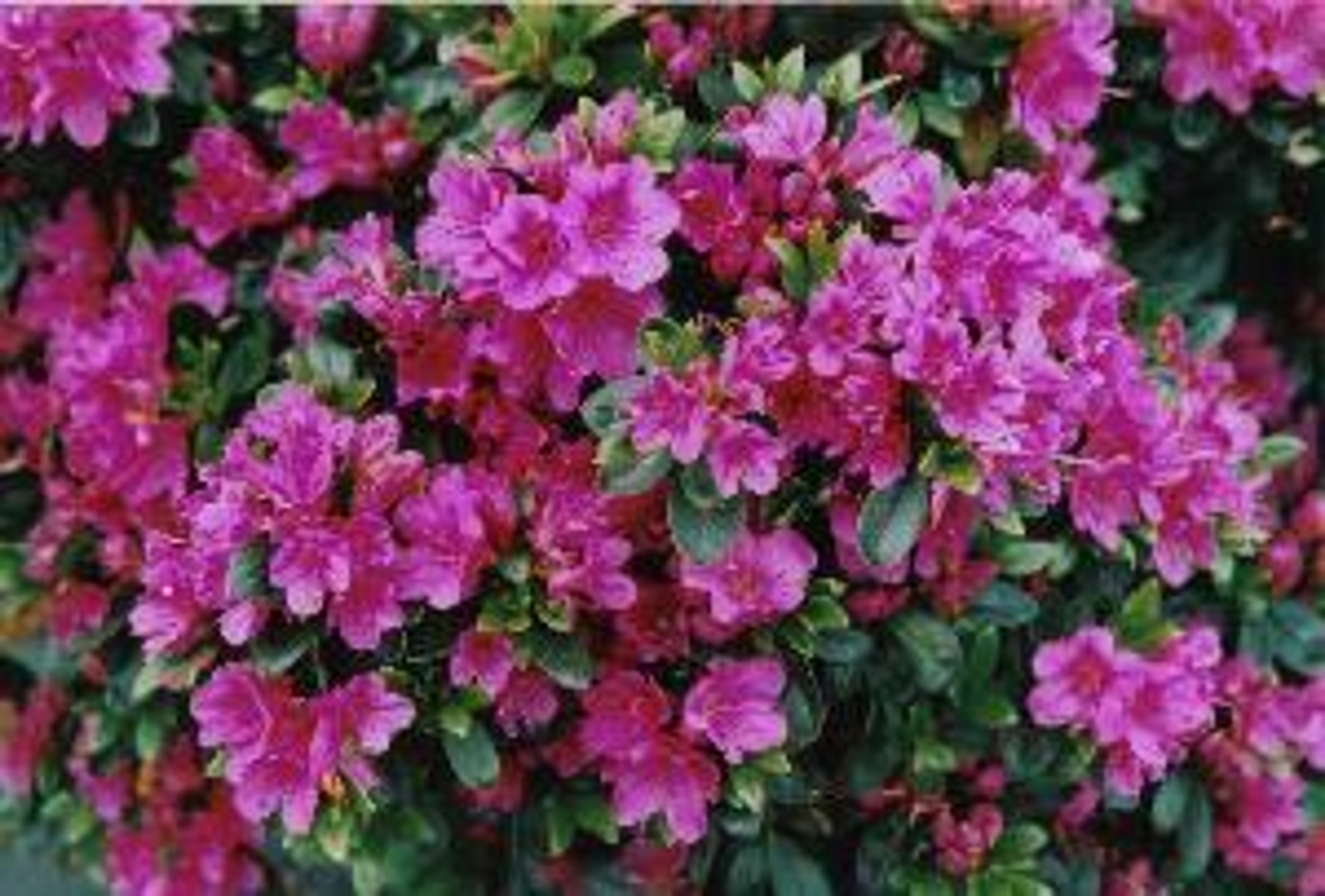 Flower Colour Purple