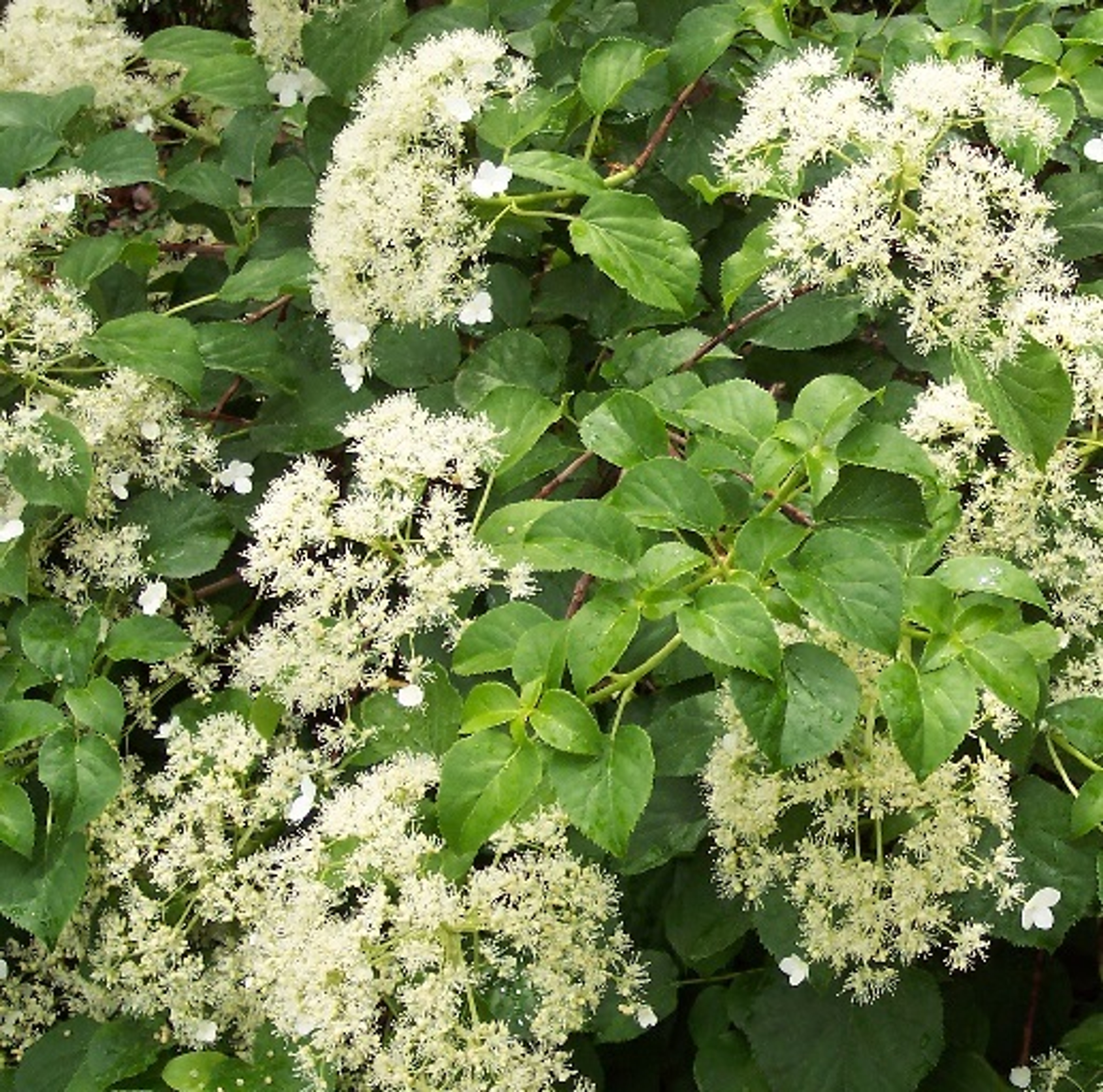 Hydrangea Climbing