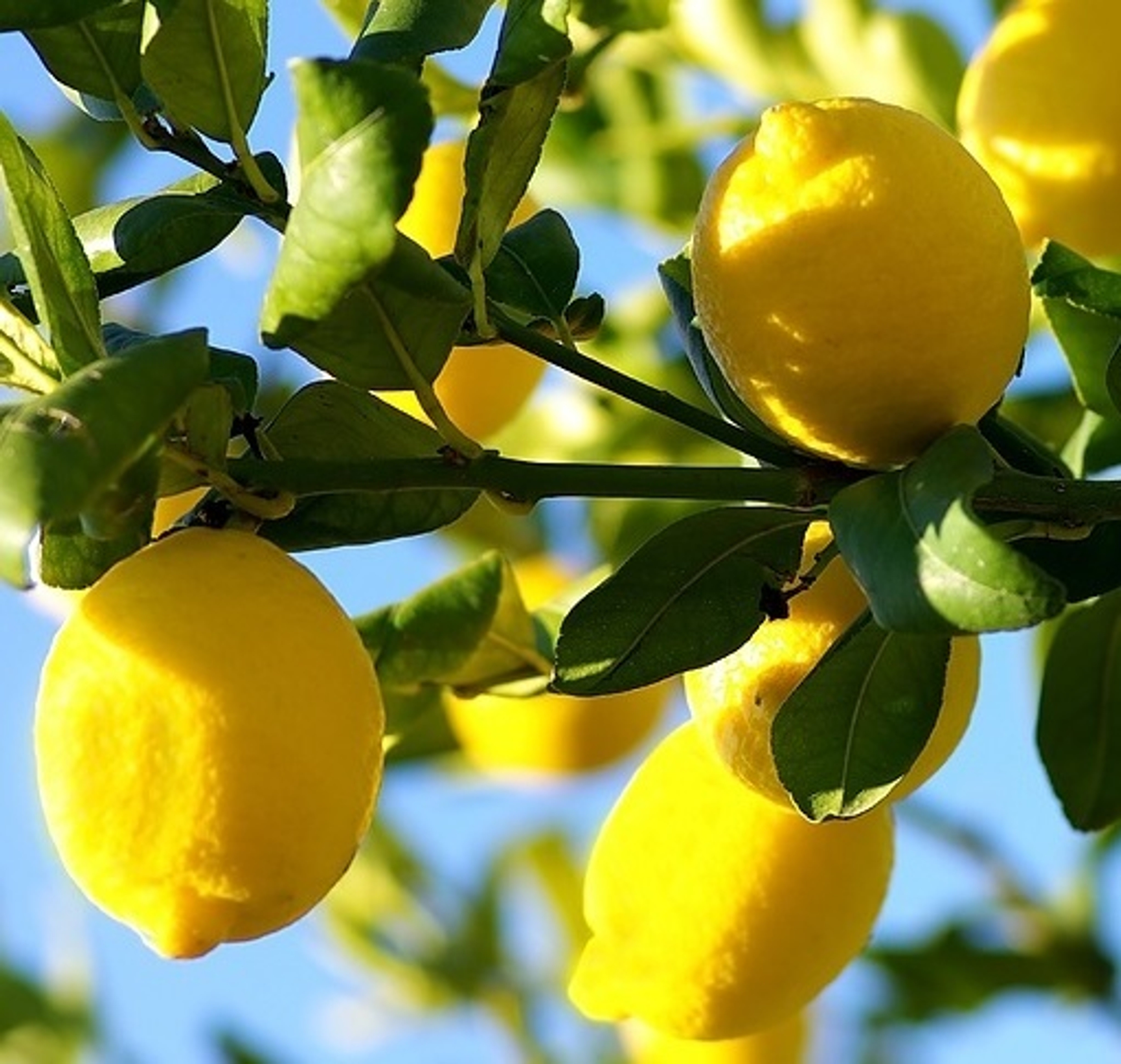 Citrus