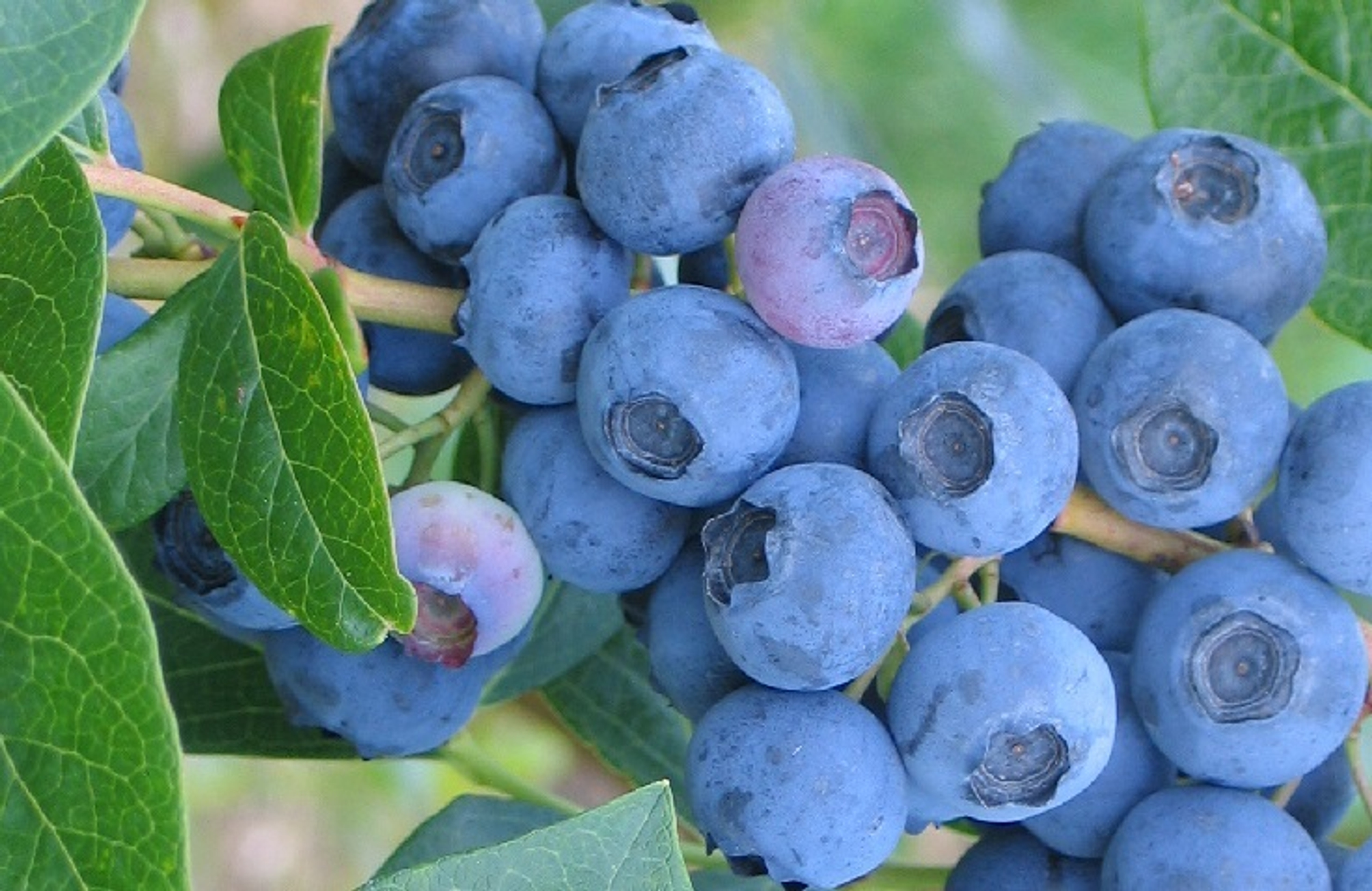 Blueberry