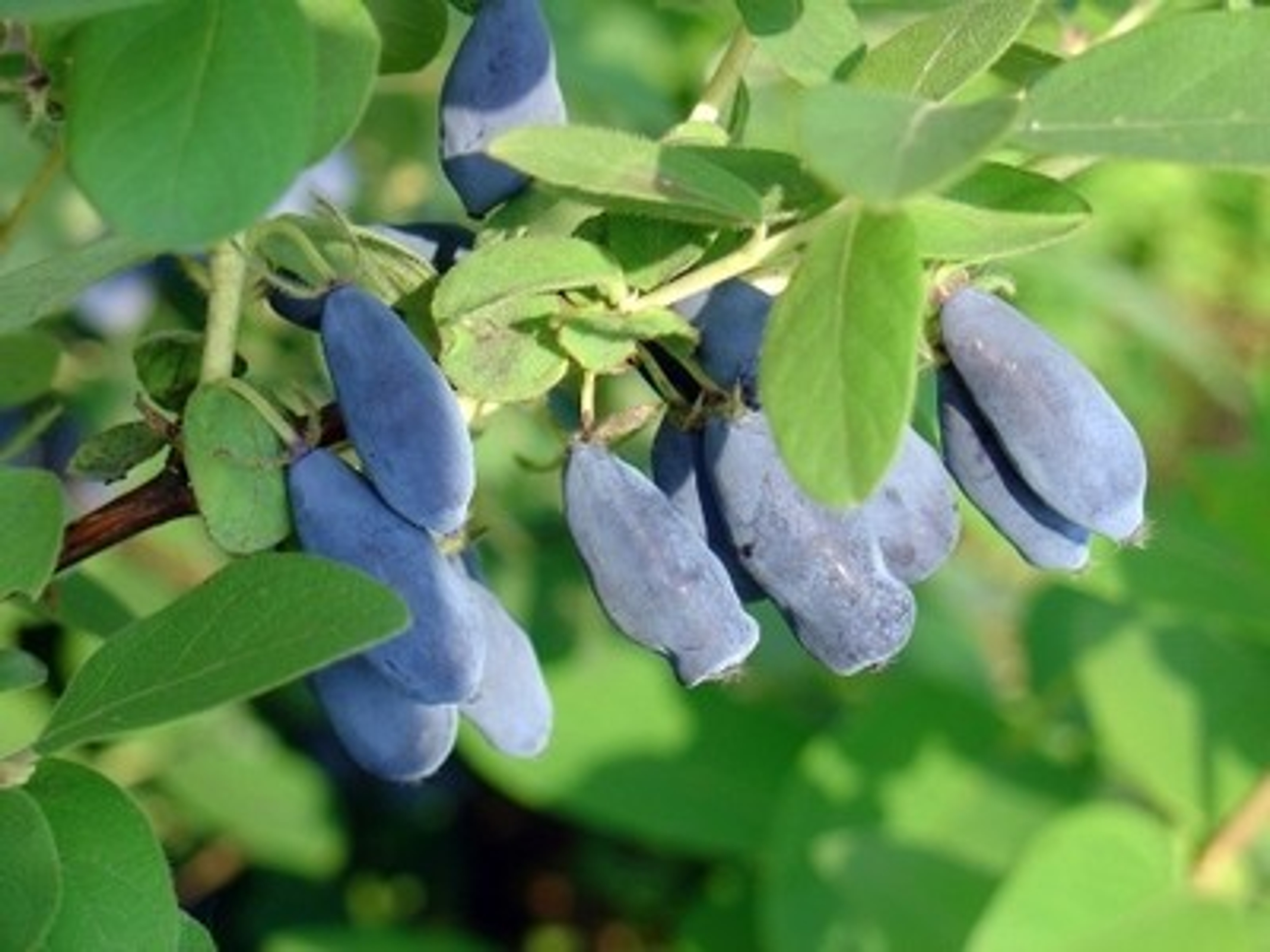 Honeyberry