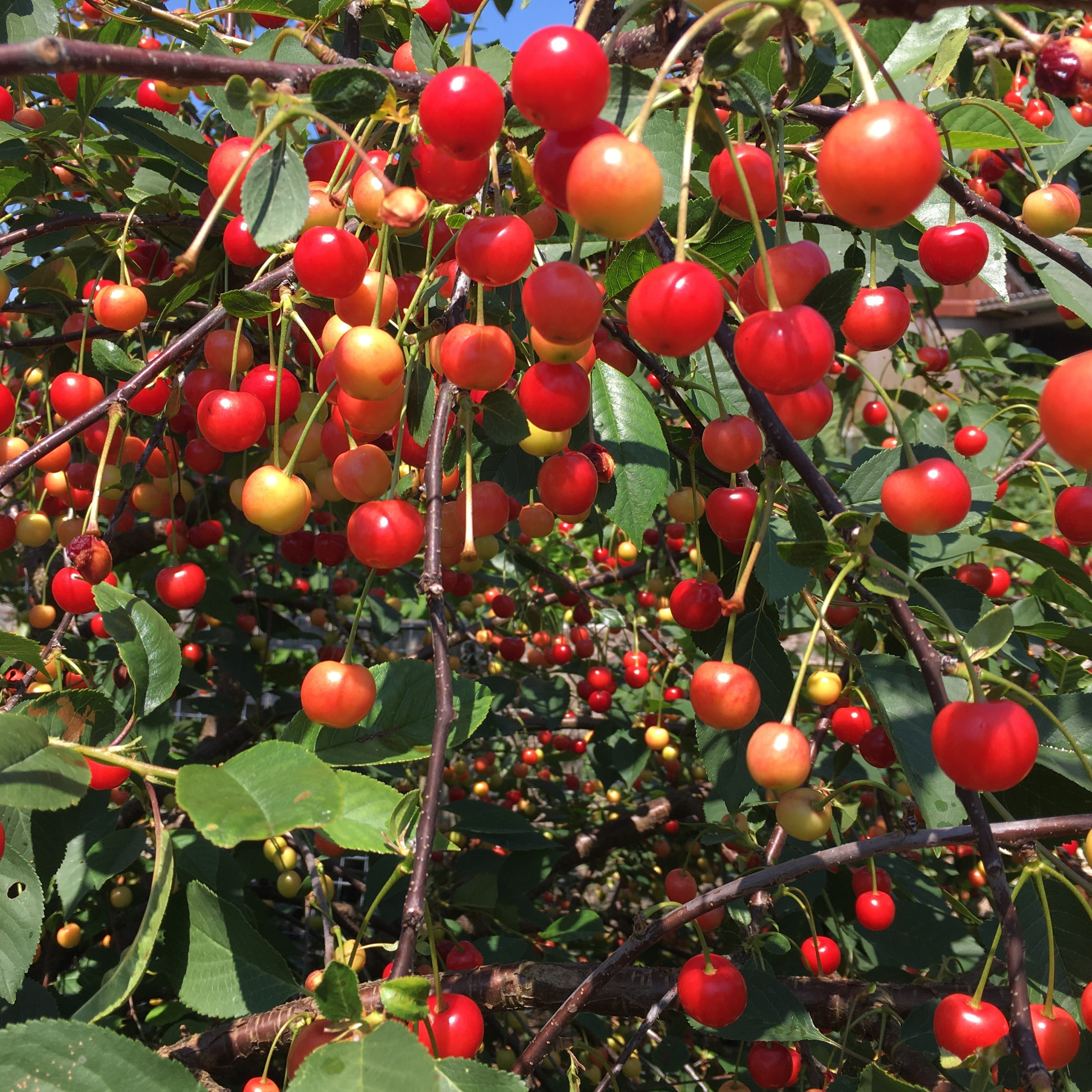 Cherry Trees