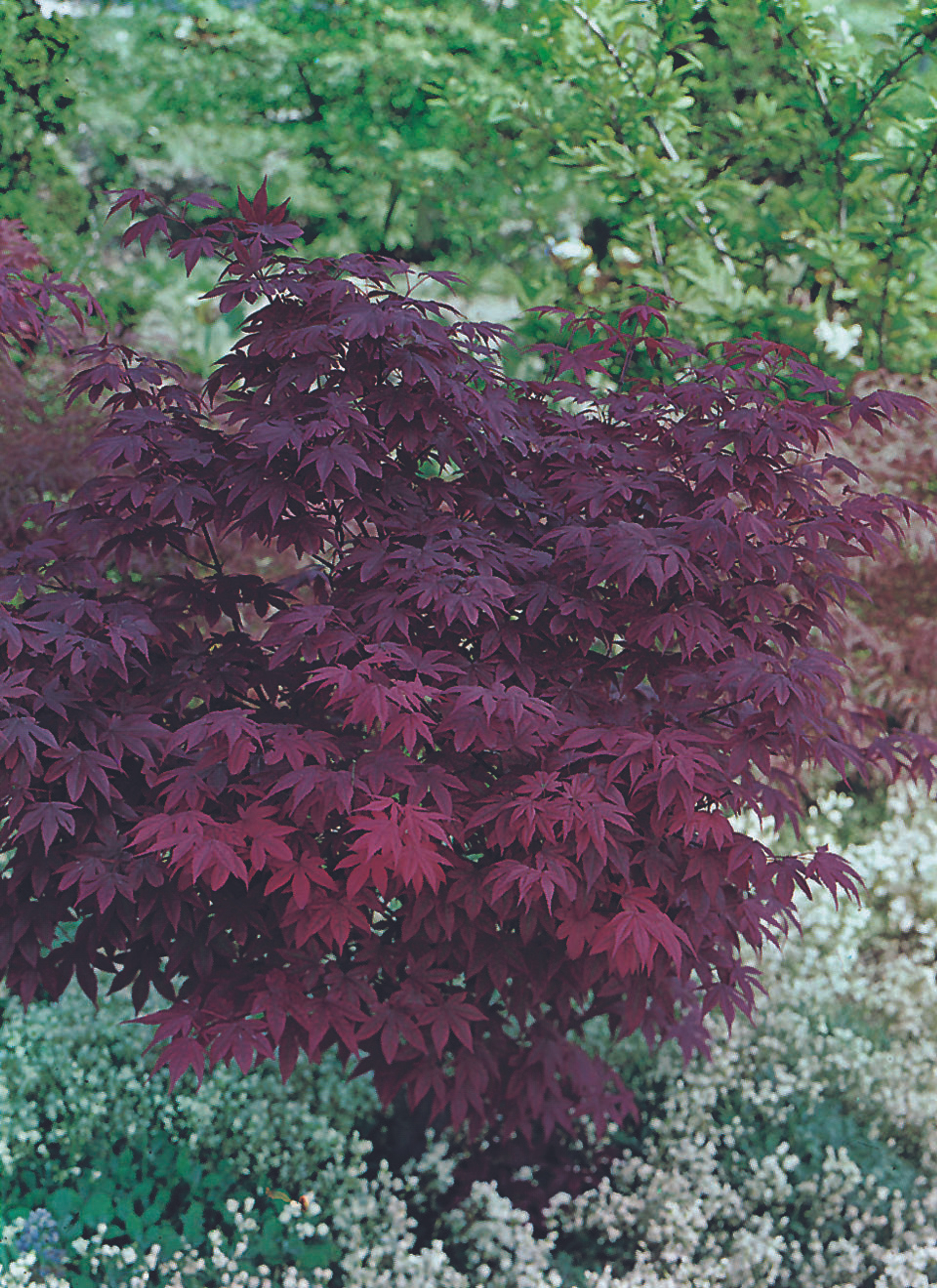 Название красного клена. Клен дланевидный Атропурпуреум. Клен Acer palmatum Atropurpureum. Клен Атропурпуреа дланевидный. Клен японский веерный Acer palmatum.