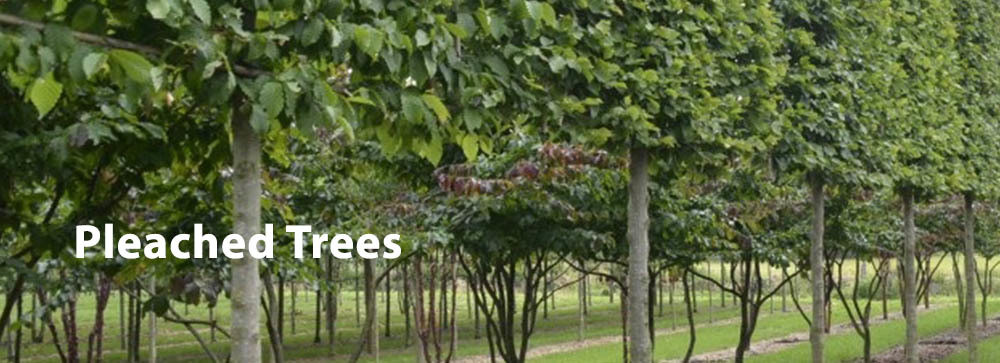 Ornamental Trees and Small Garden Trees Fruit Conifer Pleached Trees