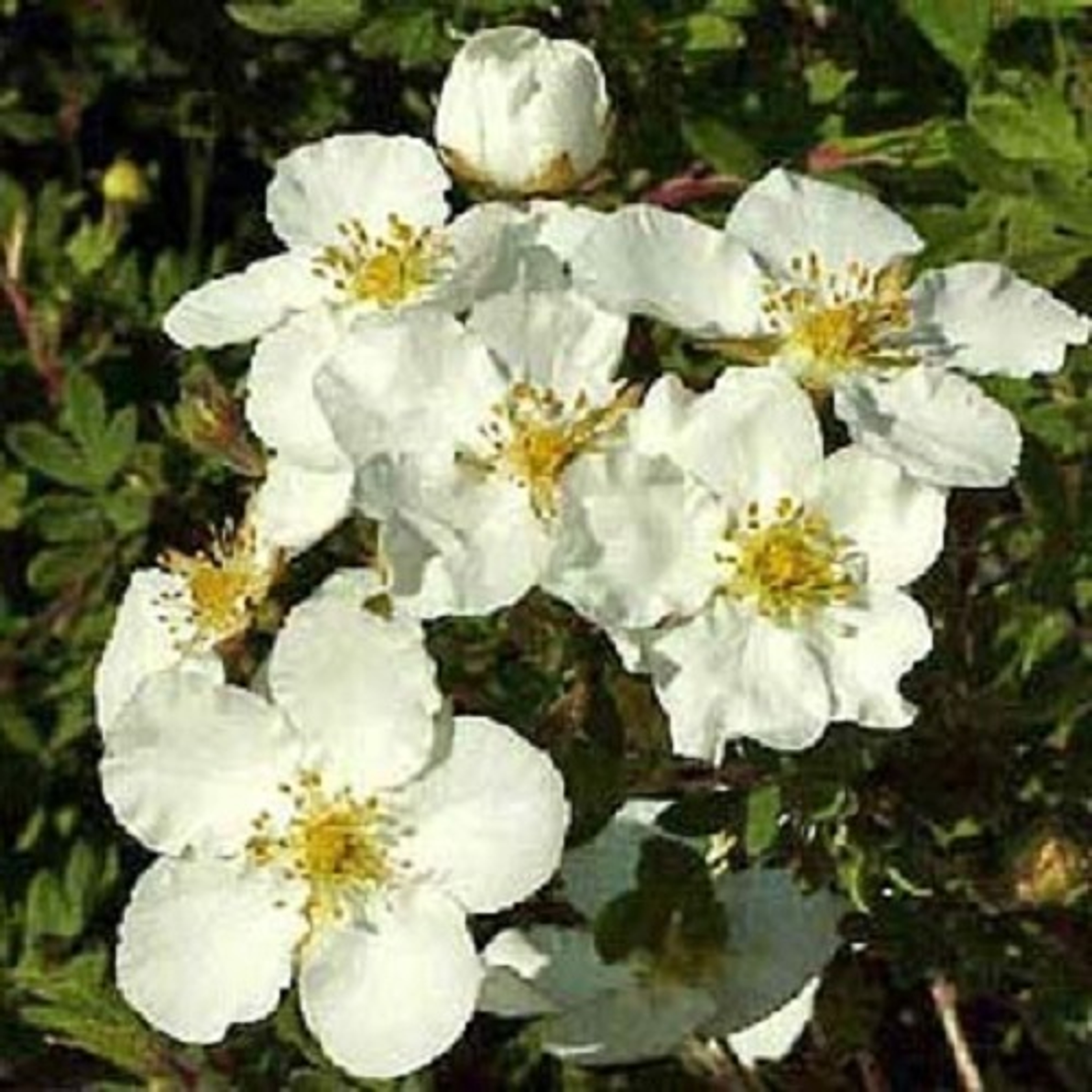 Flower Colour White