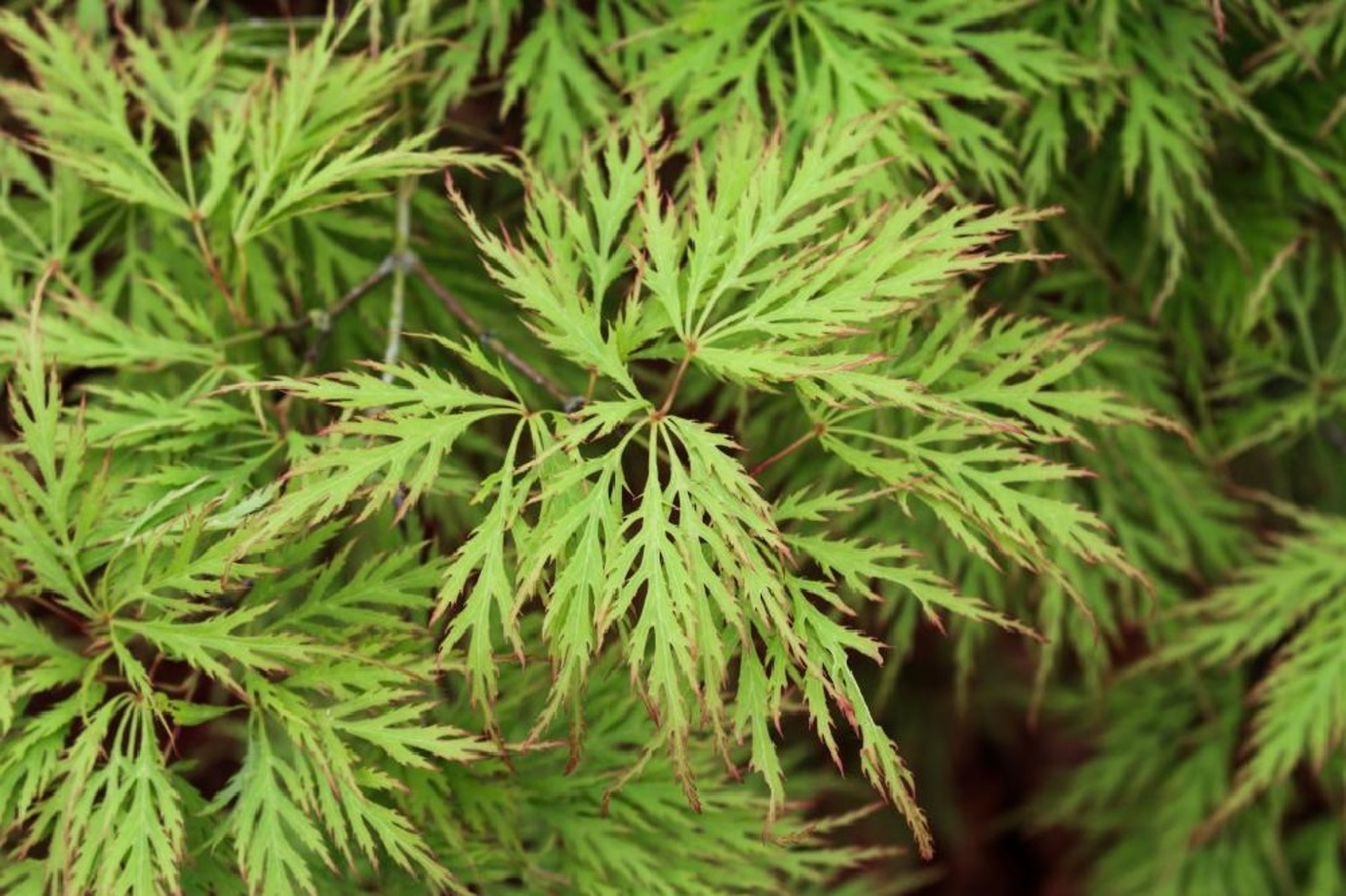 Acer Japanese Maples Green Leaf