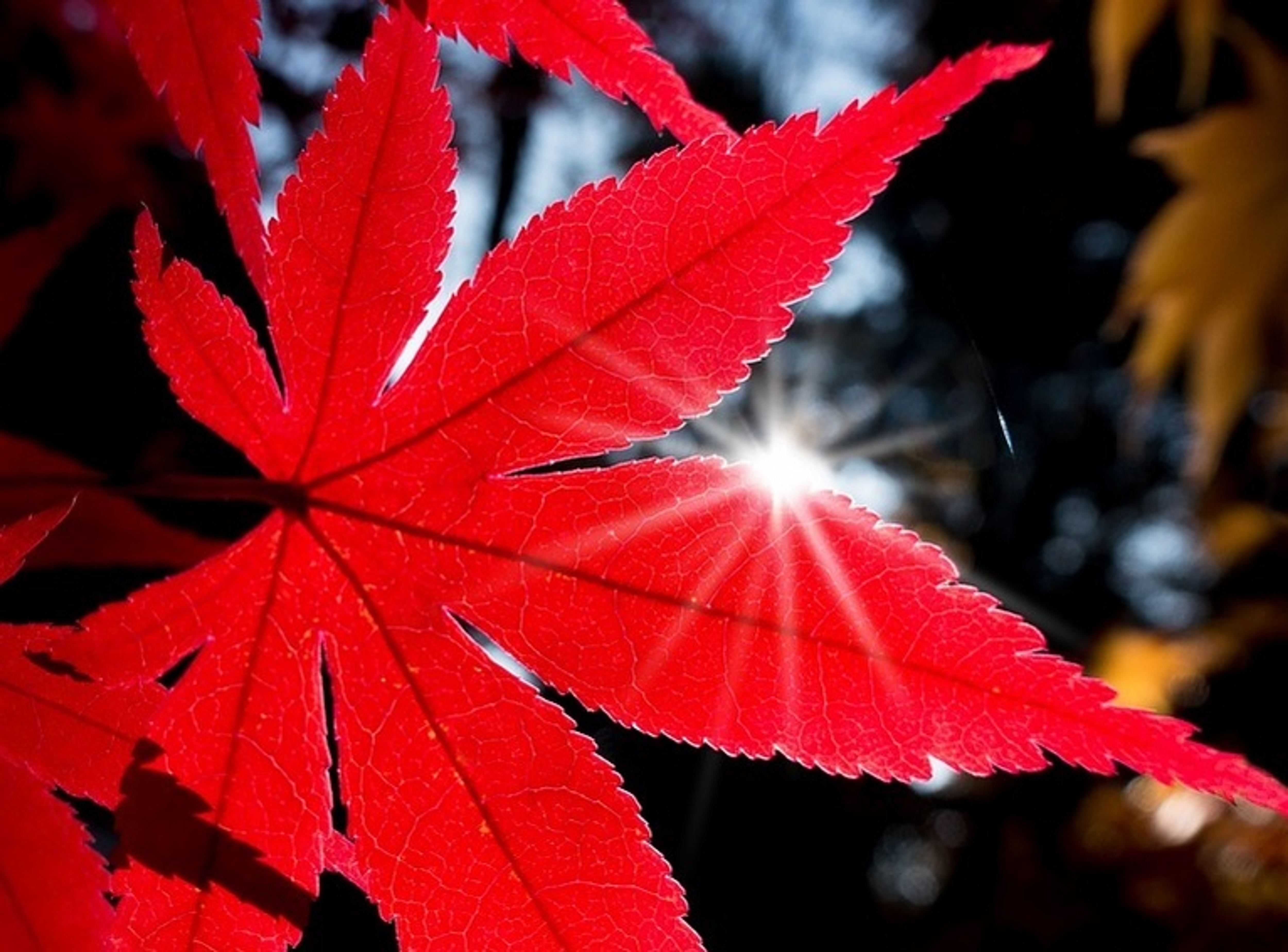 Acer Japanese Maples Browse All