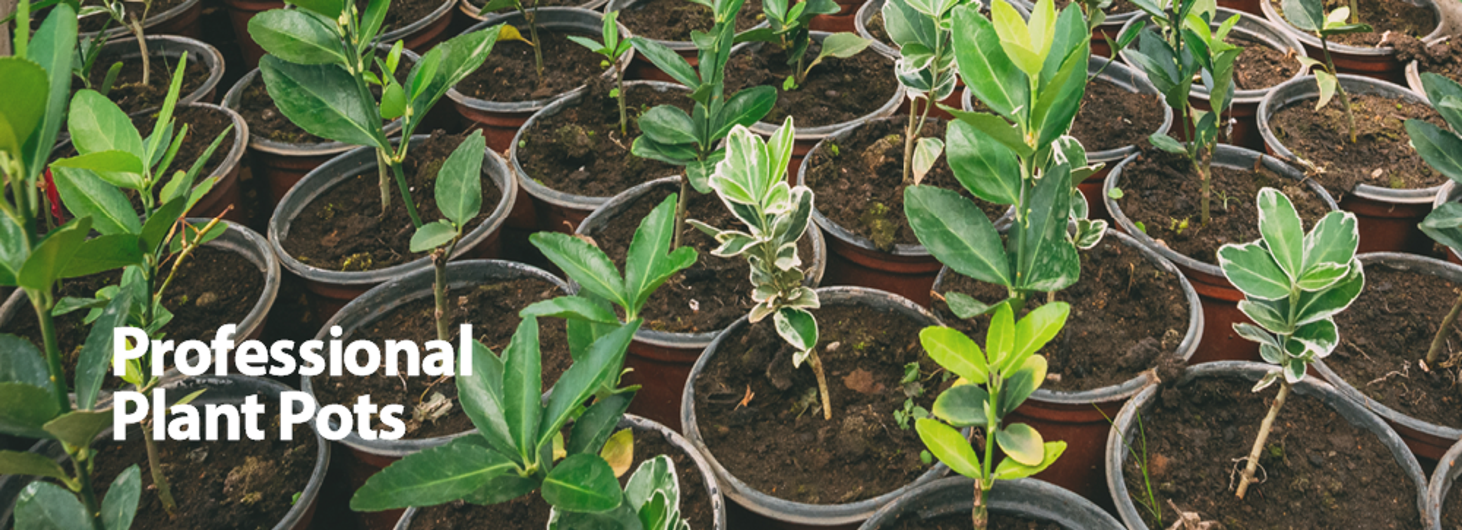 Professional Plant Pots