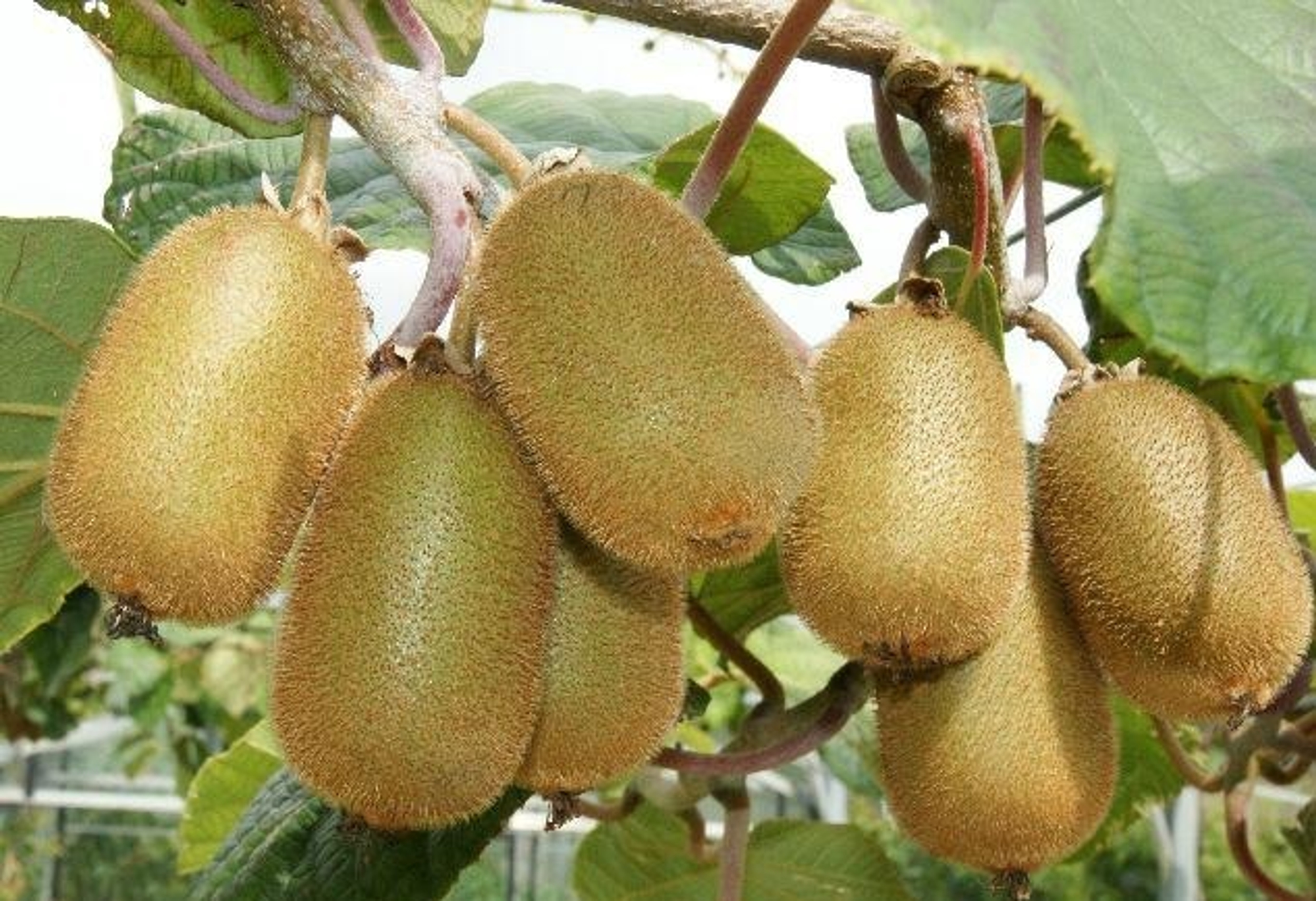 Kiwi