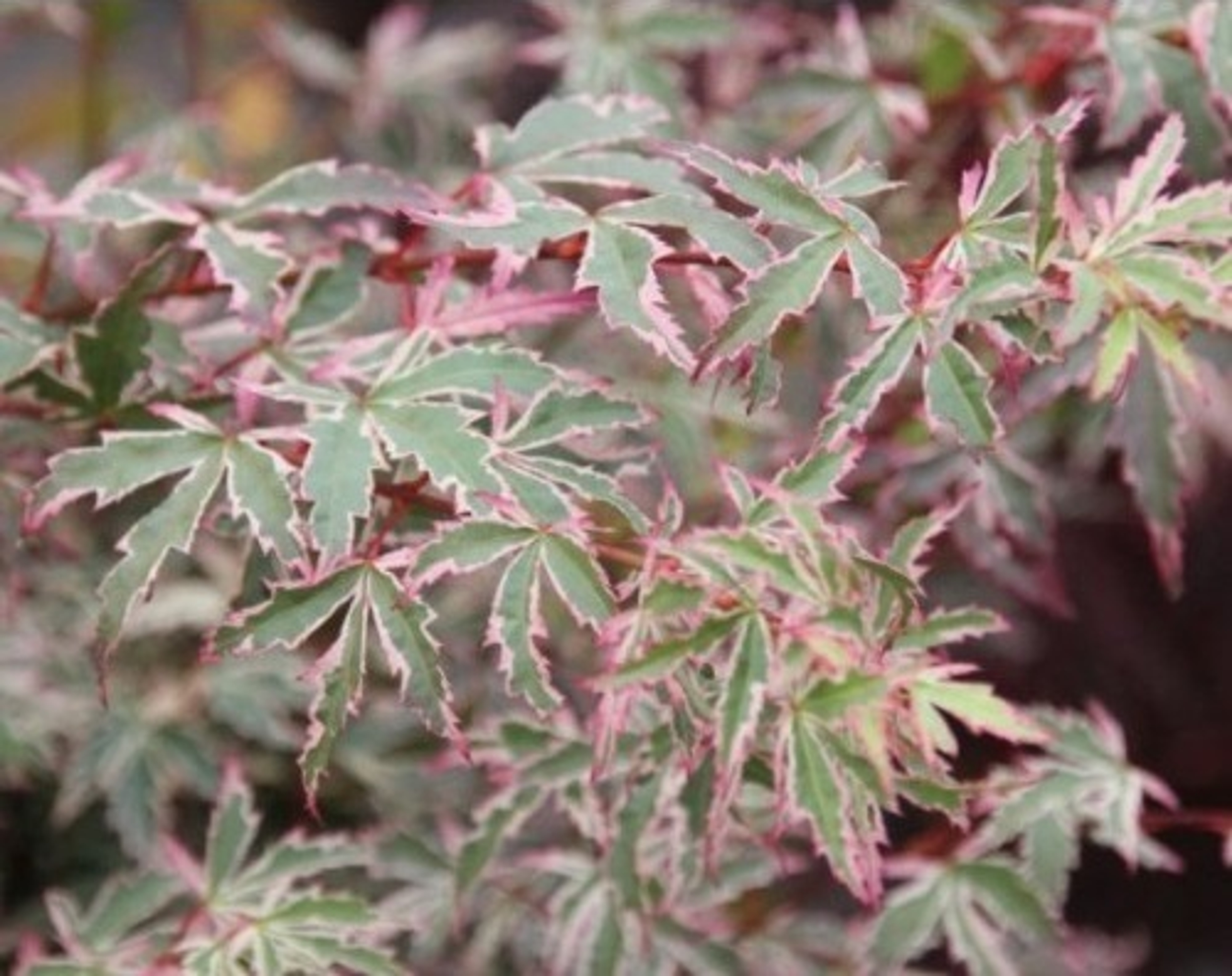 Acer Japanese Maples Variegated Leaf