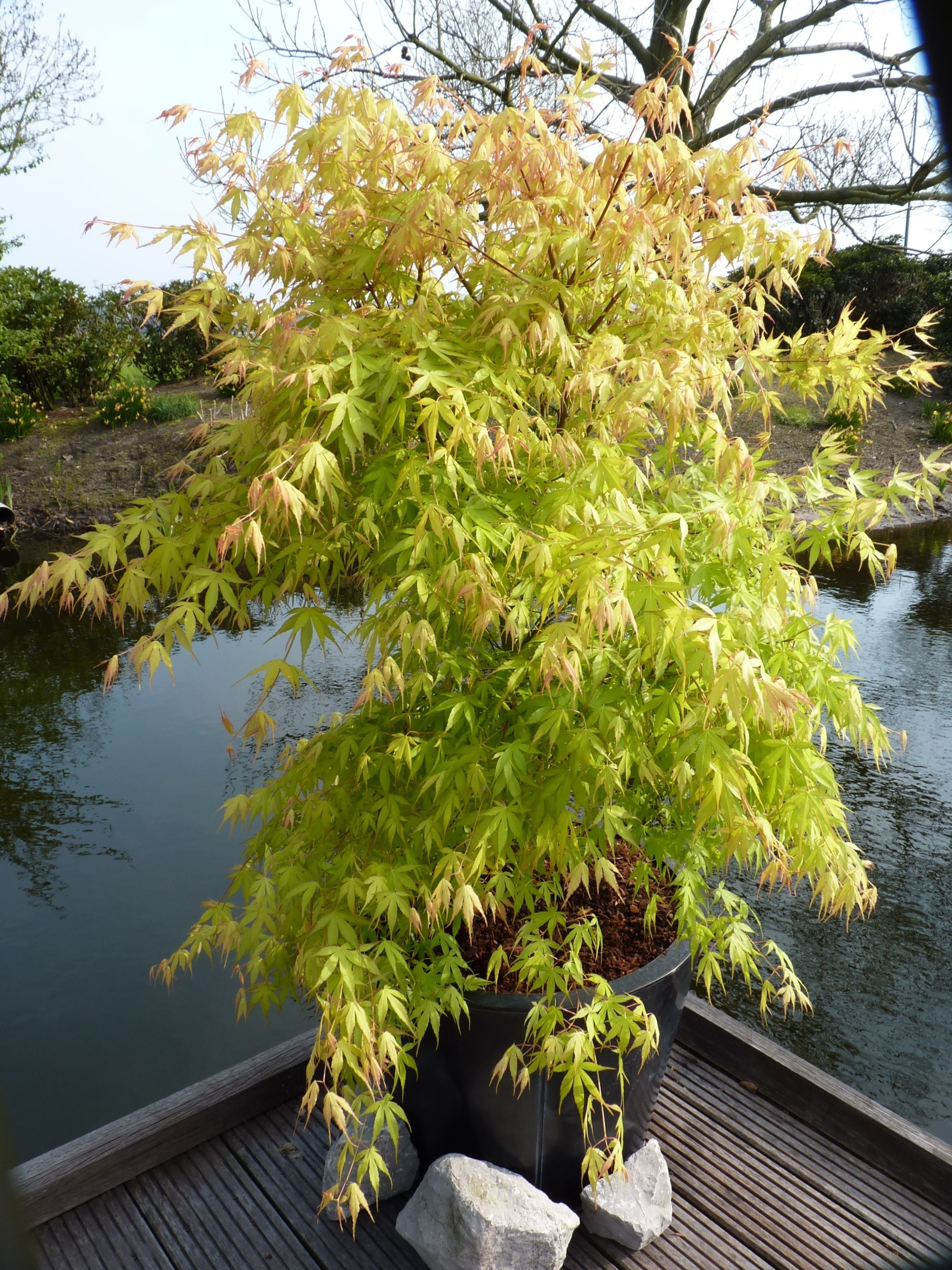 Larger Mature Instant Gardening Japanese Maples