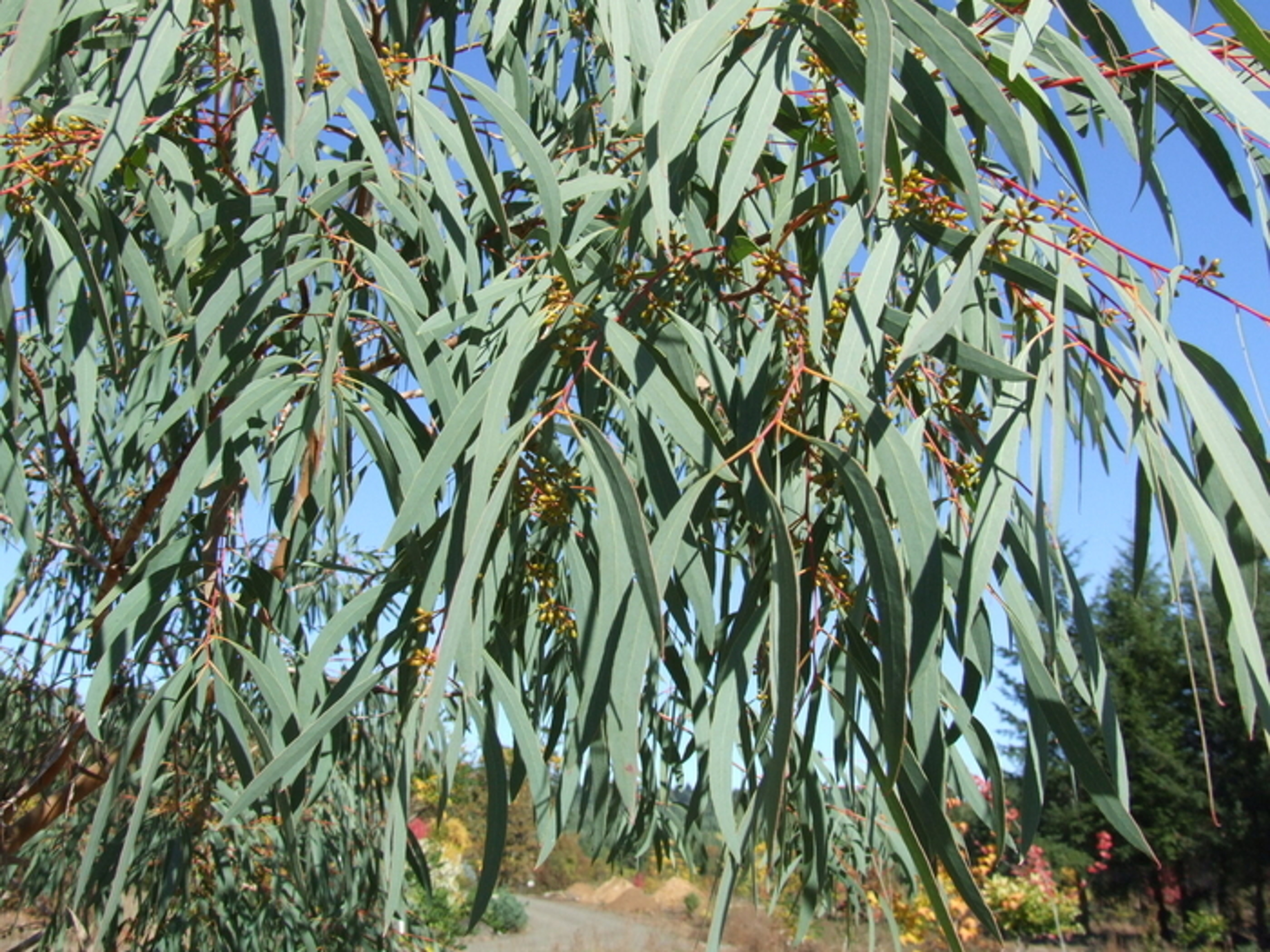 Evergreen Trees