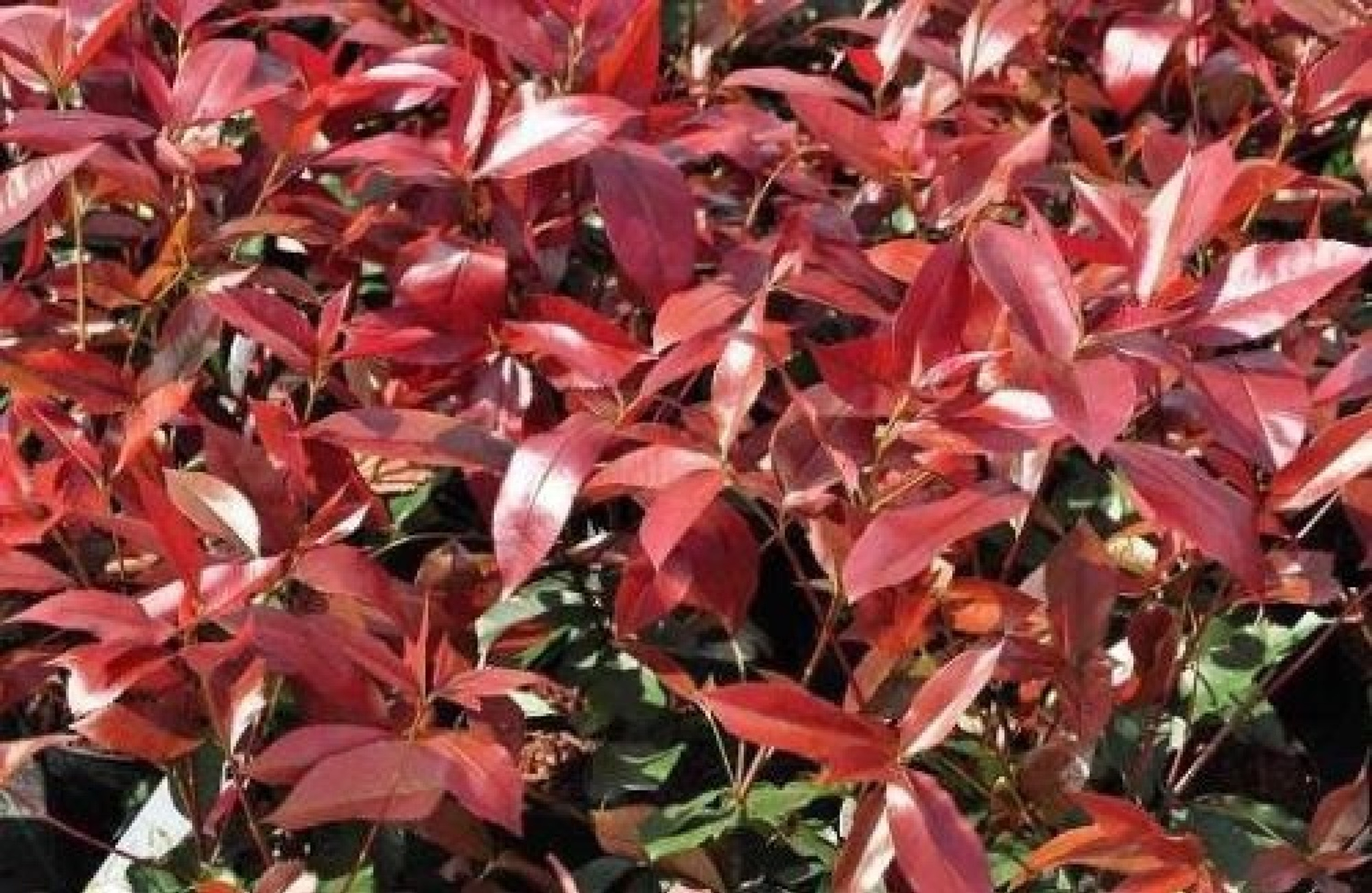 Photinia Red Robin The Red Robin Hedge