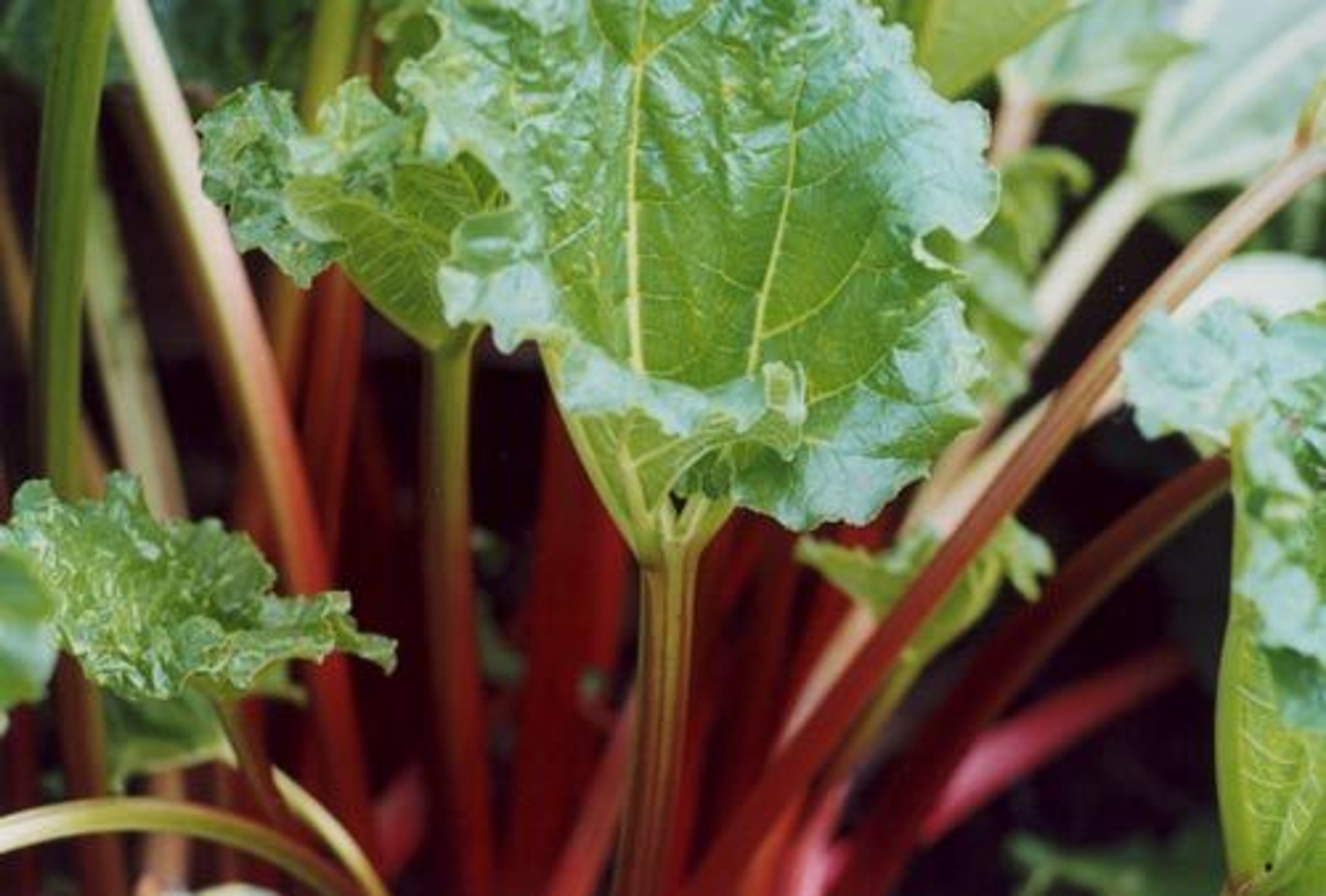 Rhubarb
