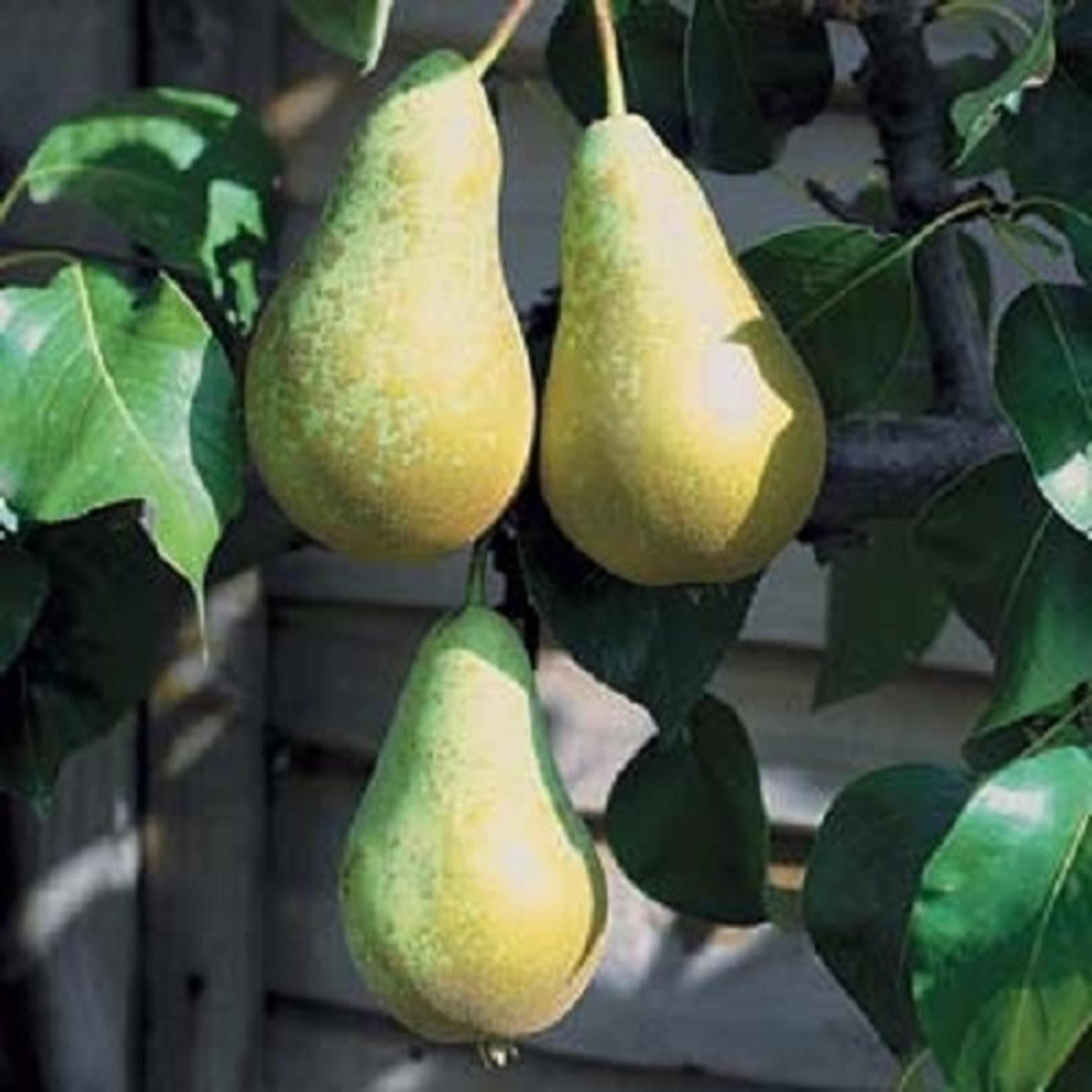 Fruit Trees For Sale Big Or Small Garden Fruit Trees