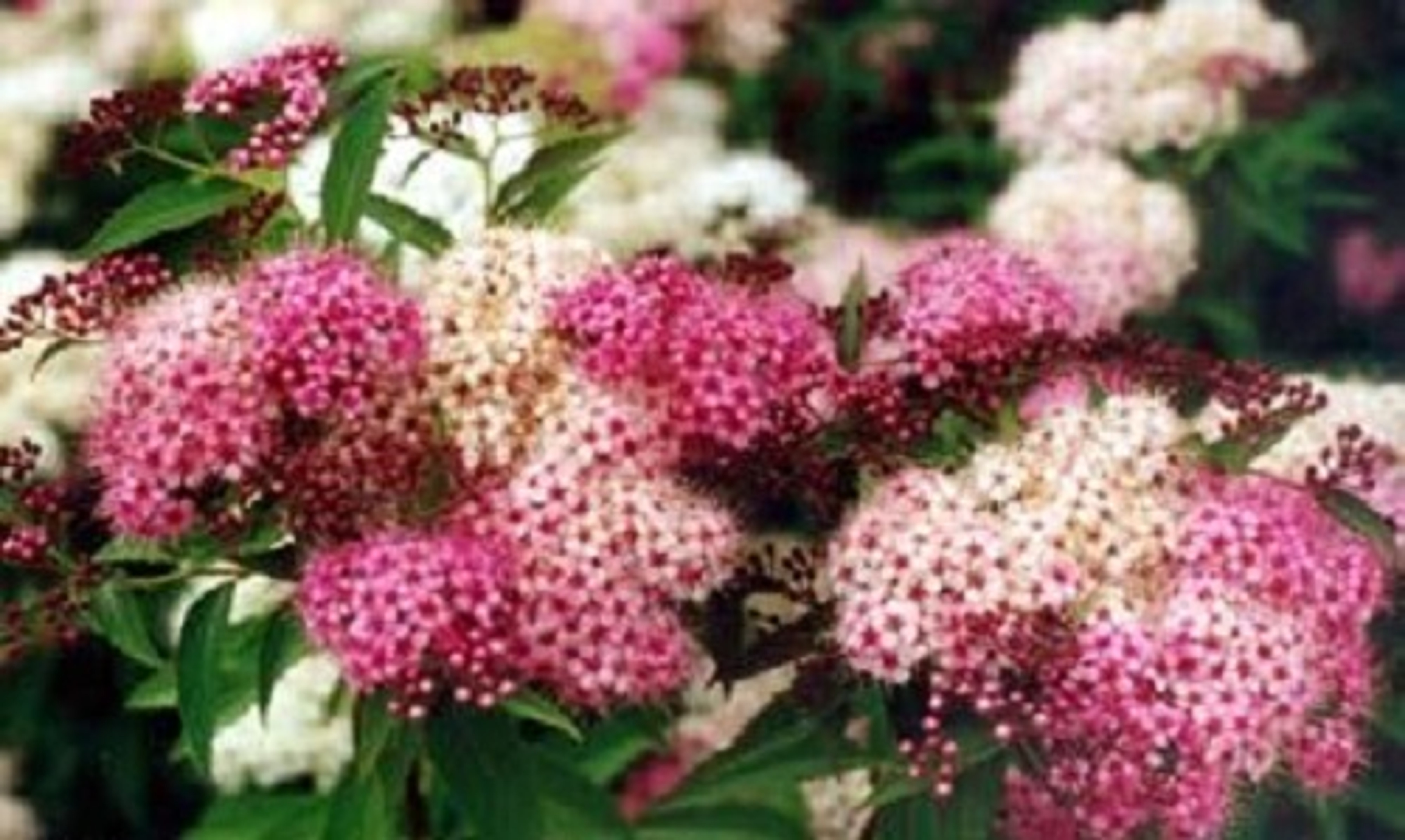 Flower Colour Other