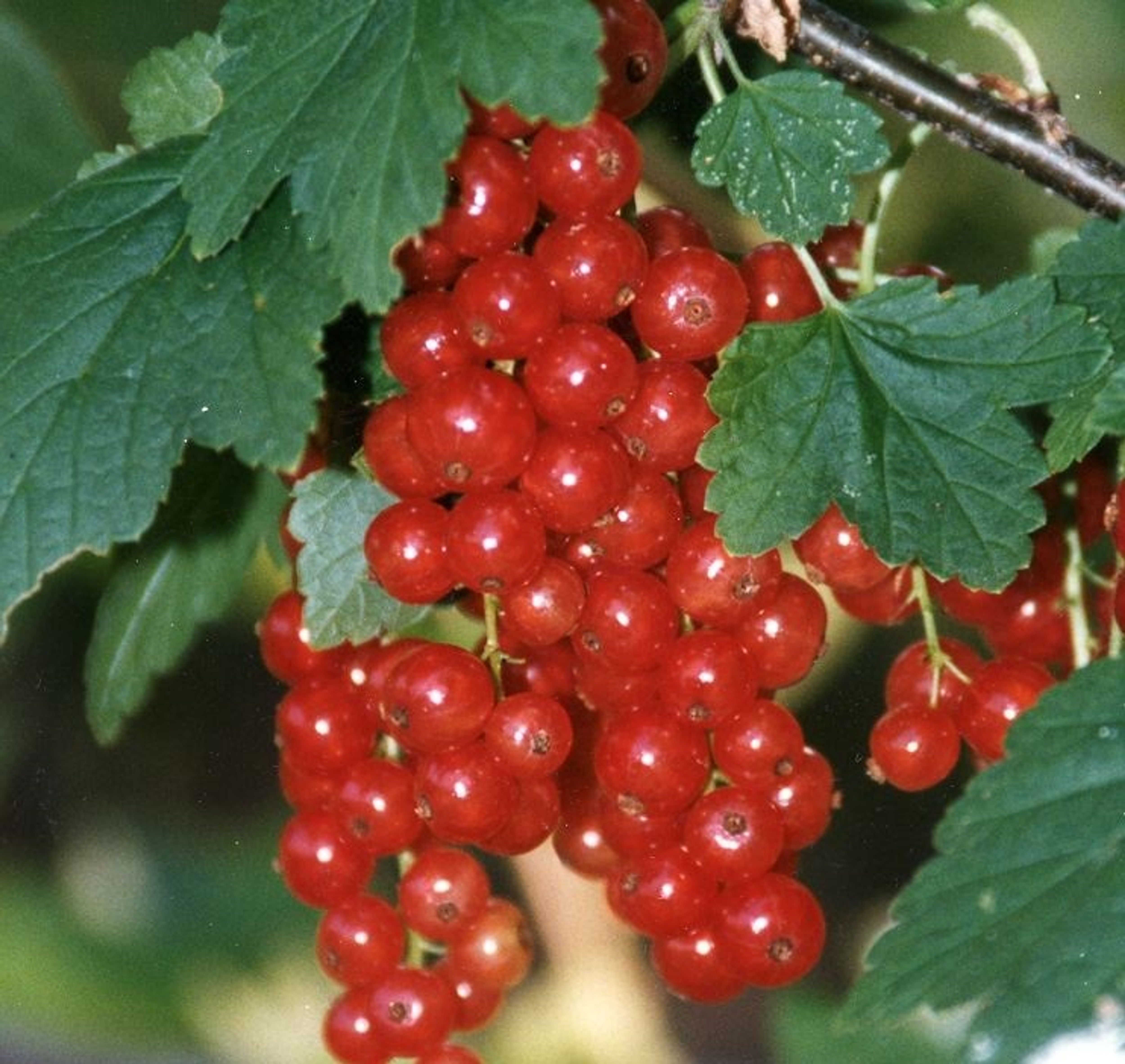 Currant Bushes