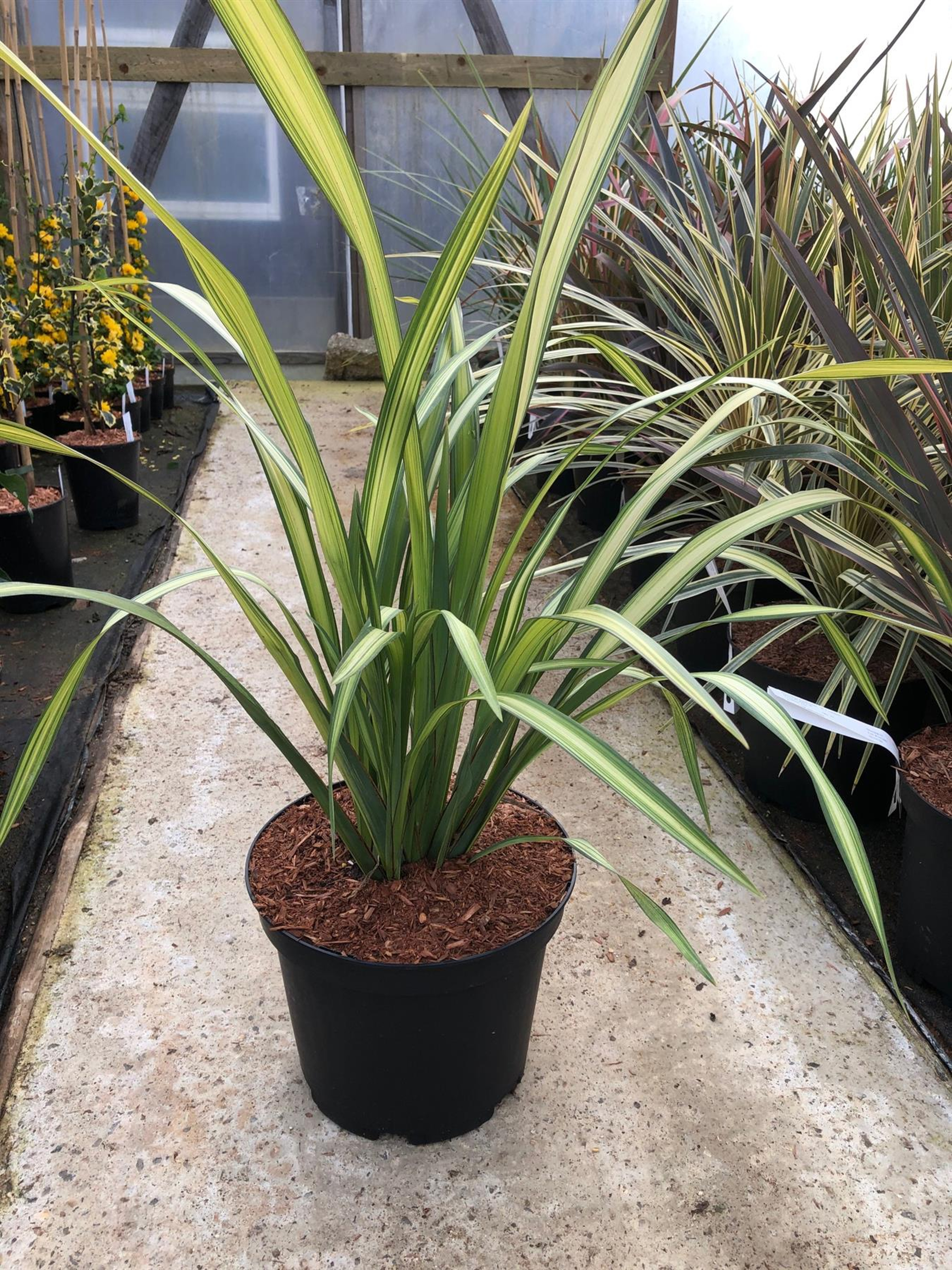 Phormium Yellow Wave Striped New Zealand Flax Evergreen Specimen Shrub  Plant (Large) 11-11cm Tall Supplied in a 11.11 Litre Pot