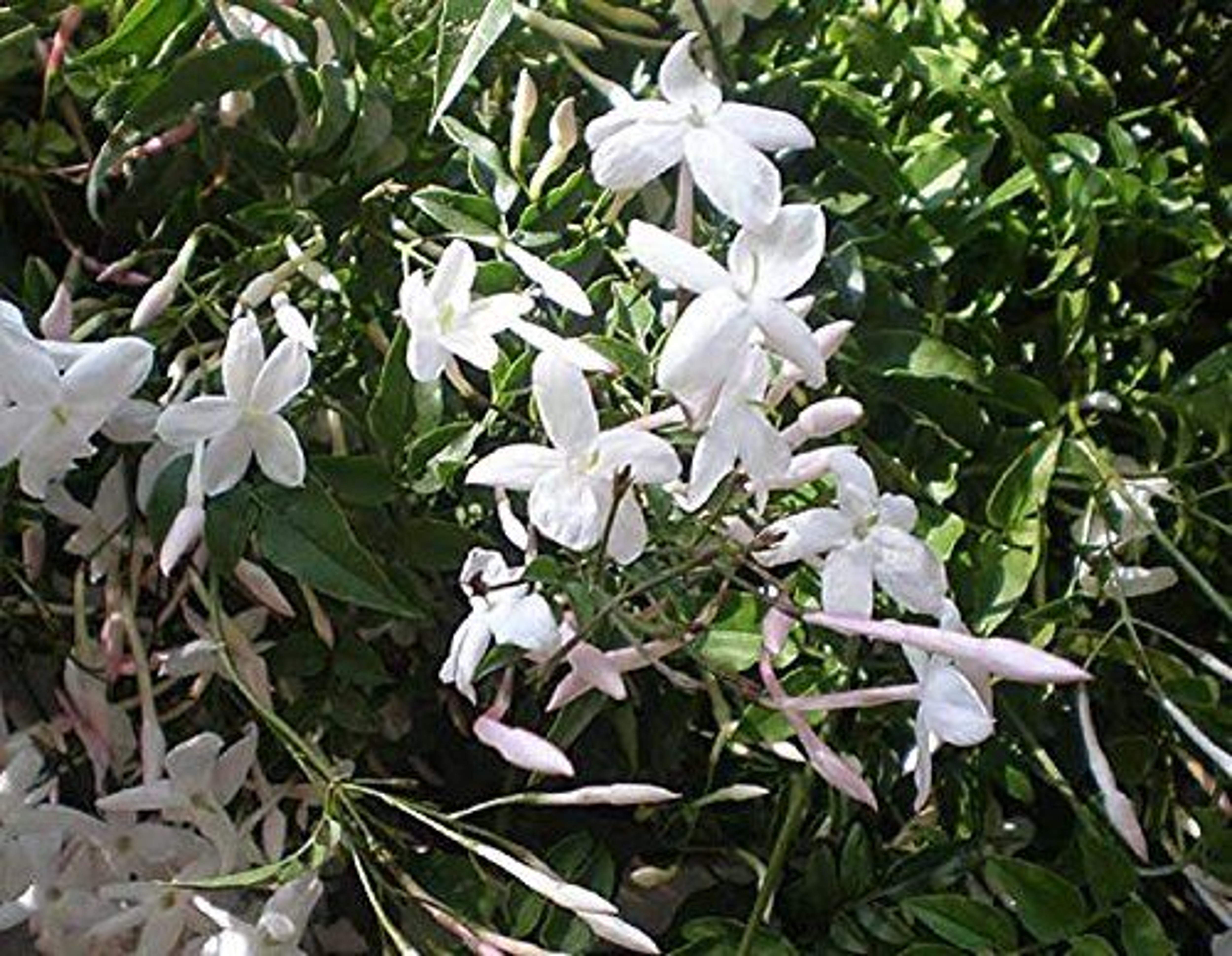 Jasminum Officnale Jasmine Climbing Plant Fragrant 40 60cm Supplied In A 3 Litre Pot Direct Plants