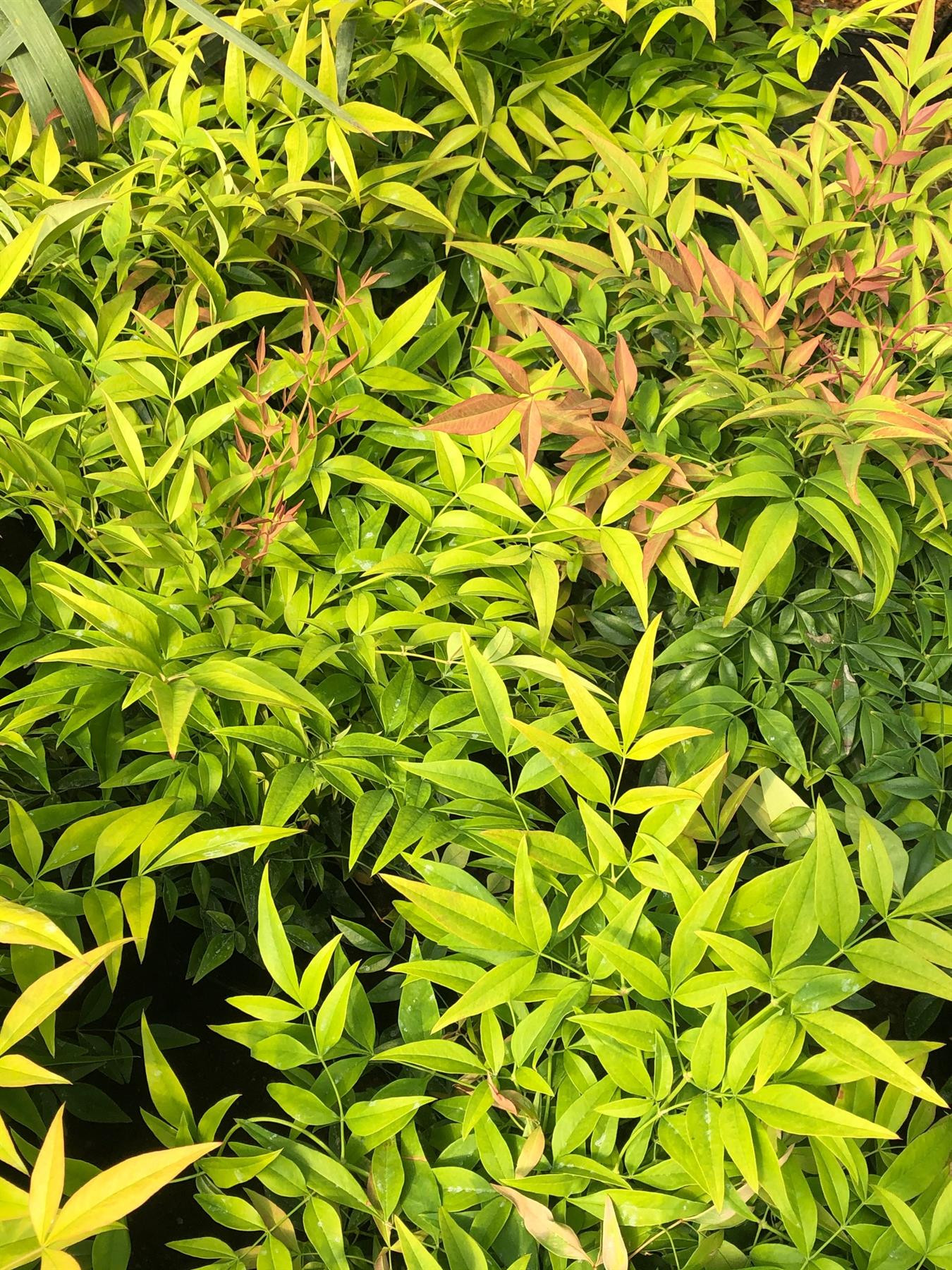 Nandina Domestica Sienna Sunrise Heavenly Bamboo Shrub Large 30 40cm Tall Supplied In A 7 5 Litre Pot Direct Plants