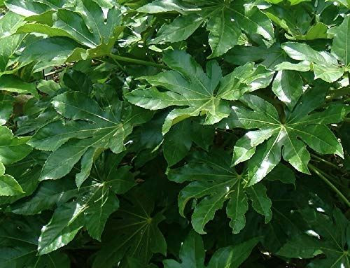 1x Large Fatsia Japonica Evergreen Hardy Shrub 50 60cm 5l Direct Plants