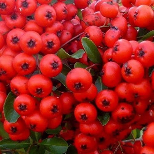 Pyracantha Red Column Hardy Evergreen Shrub Plant Supplied In A 3 Litre Pot Direct Plants