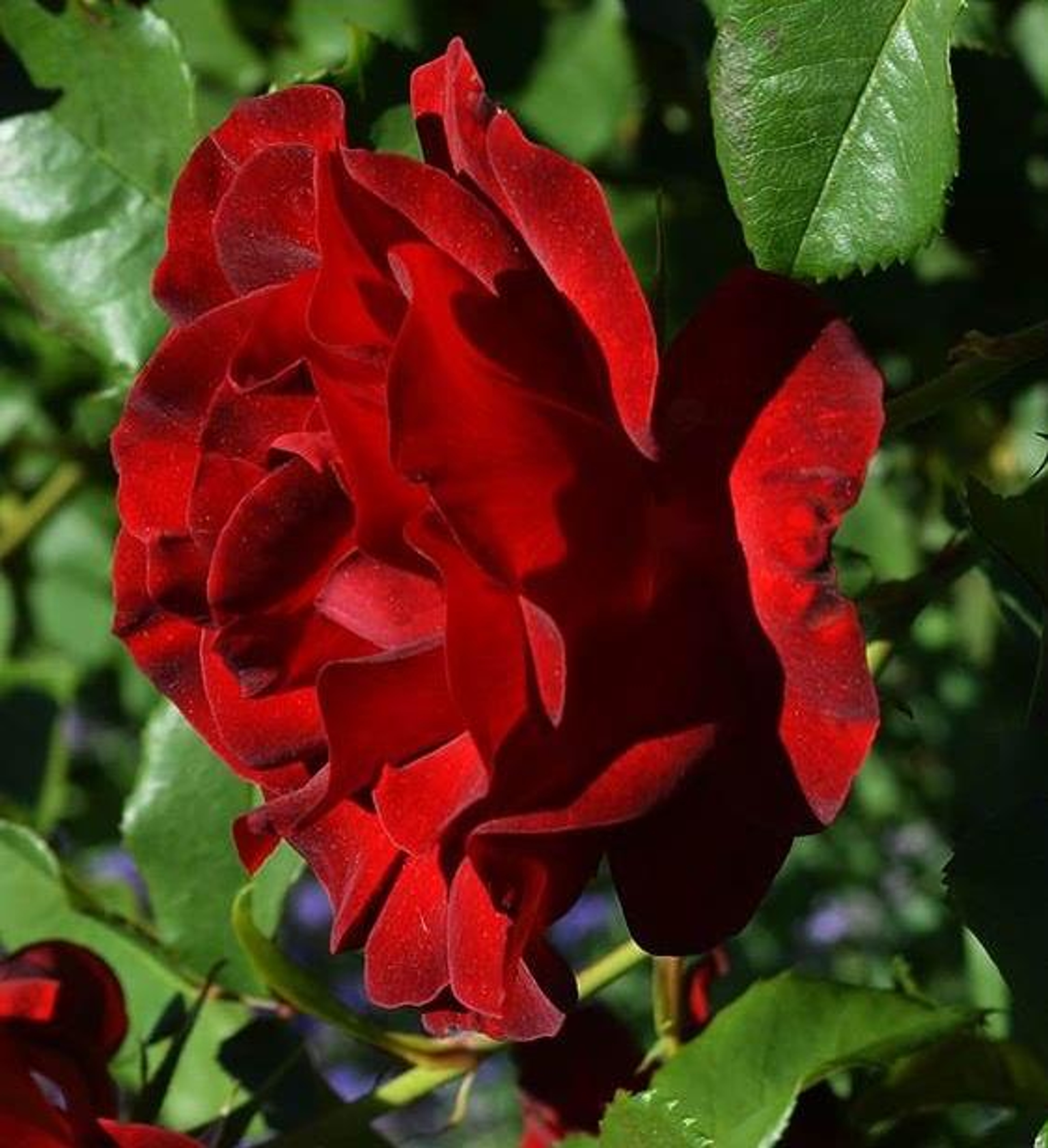 Dame De Coeur Hybrid Tea Rose Plant Fragrant Red Flowers Supplied In A 3 Litre Pot Direct Plants