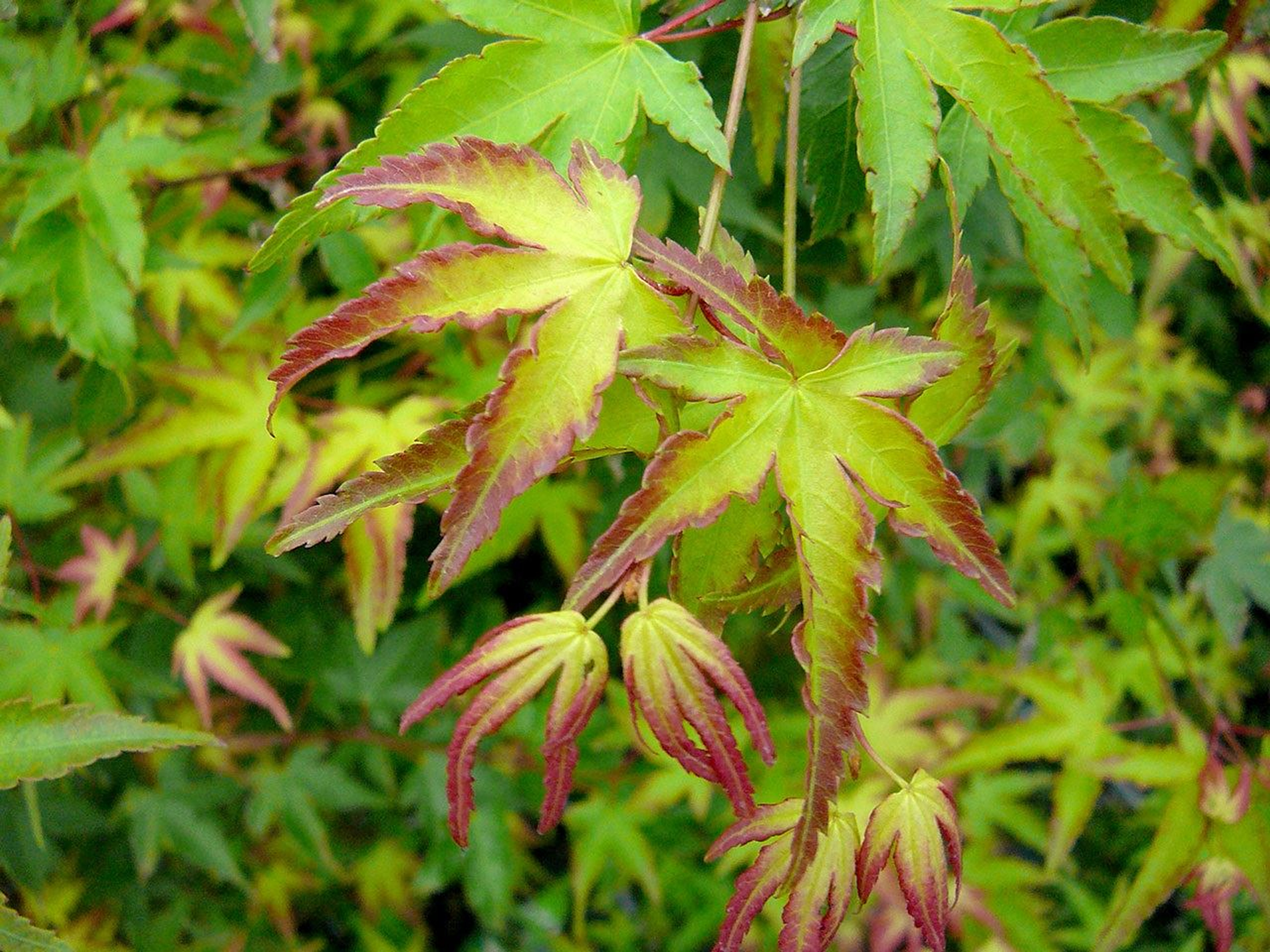 Acer Palmatum Little Princess Japanese Maple Tree 30cm Supplied In A 2 Litre Pot Direct Plants Acer Palmatum Little Princess Japanese Maple Tree 30cm Supplied In A 2 Litre Pot Direct Plants