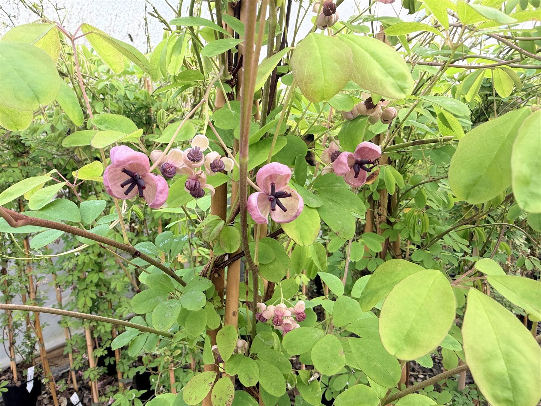 Akeba Quinata Chocolate Vine Large Climbing Plant 3-4ft in a 3 Litre Pot -  Direct Plants