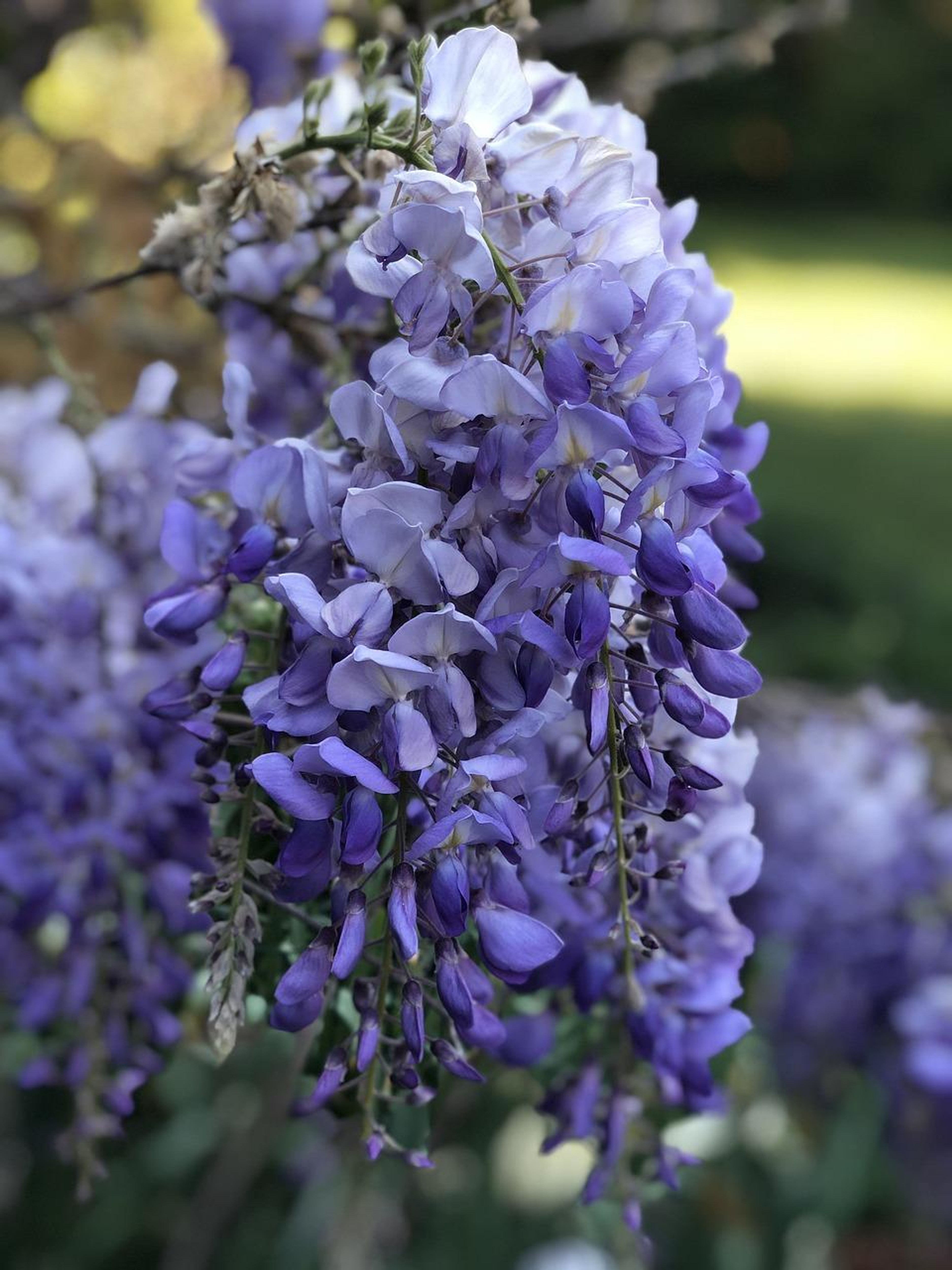 Buy Wisteria 'Caroline' Purple - Hardy plant