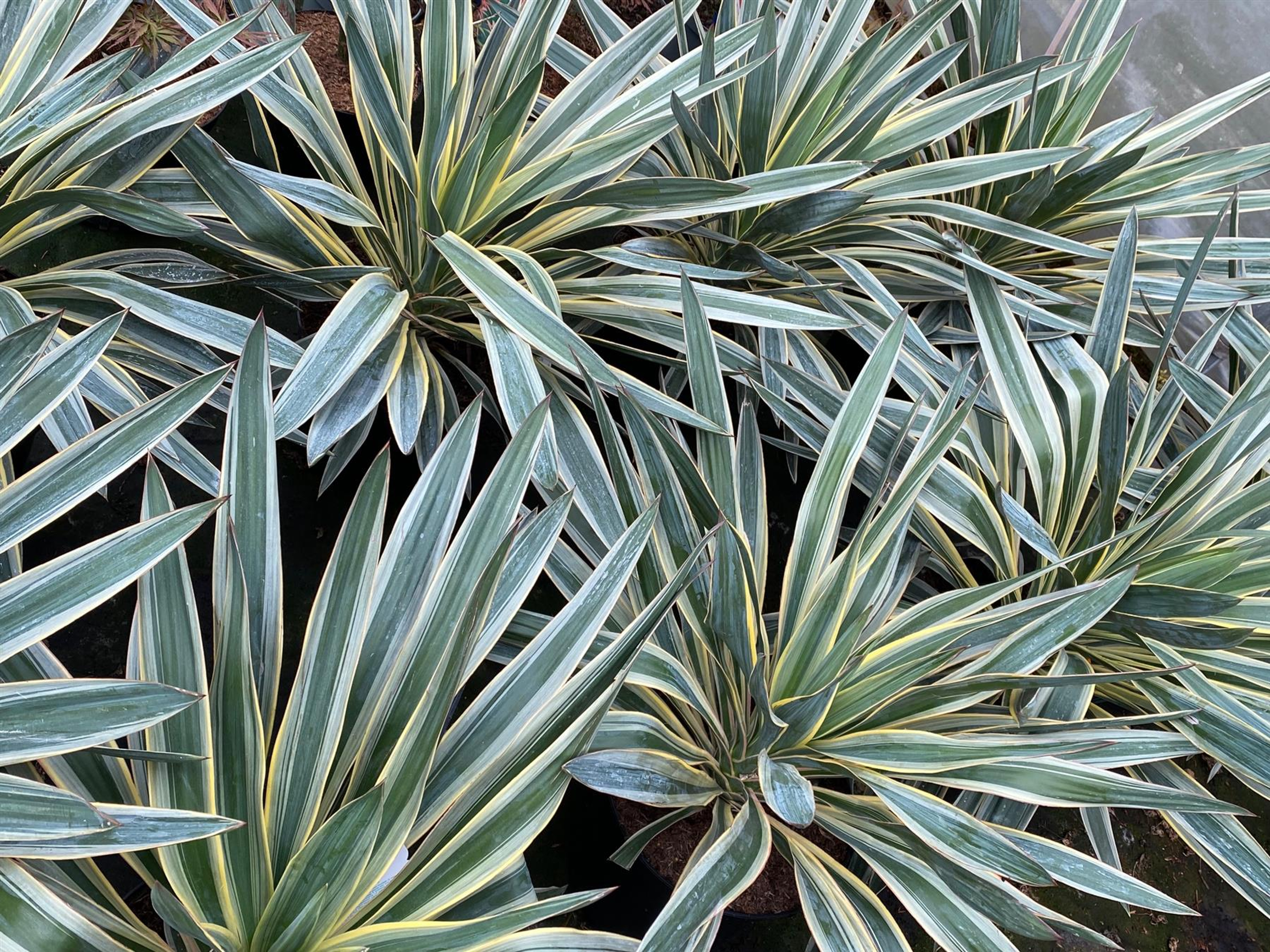 Yucca gloriosa deals