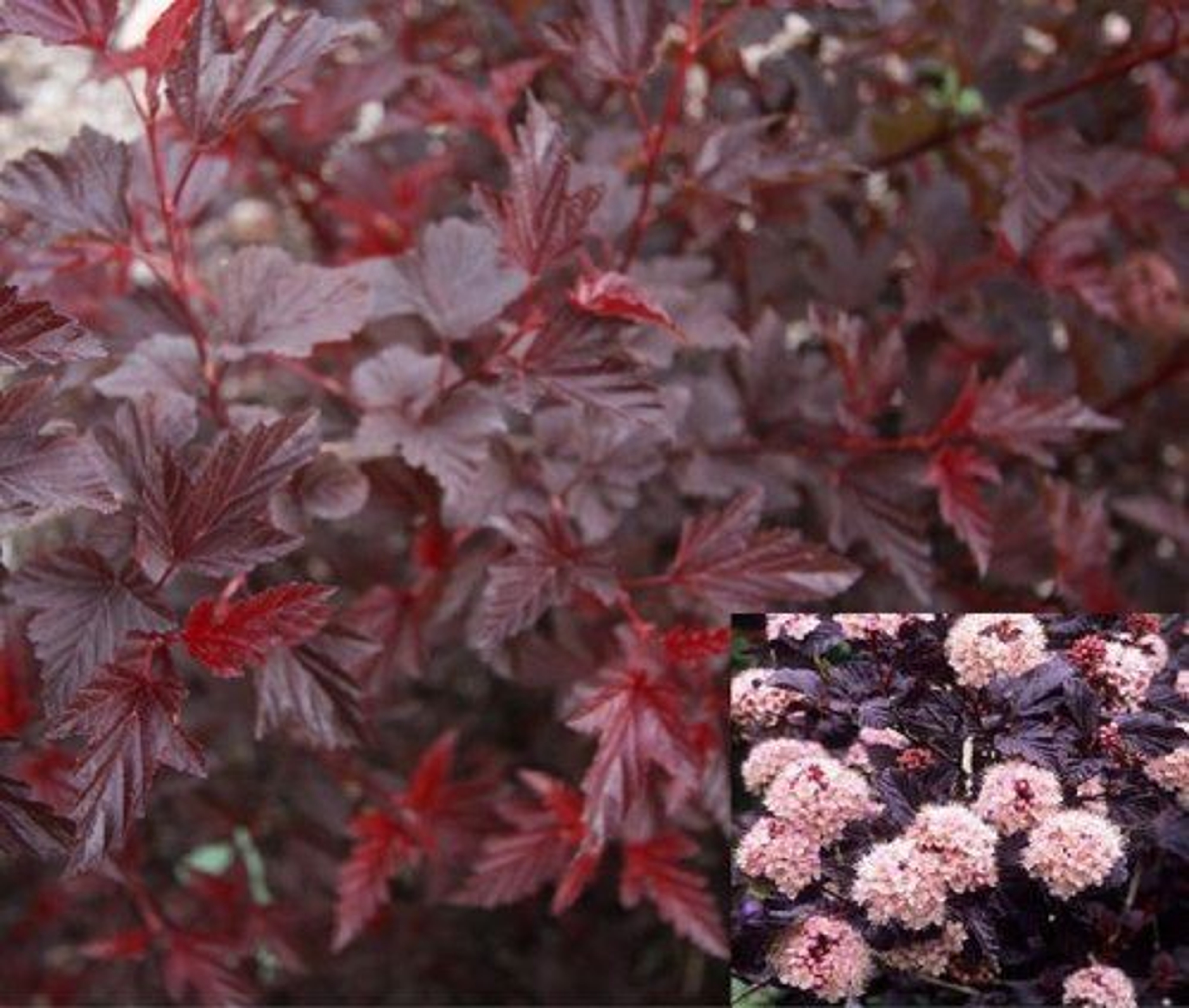 Image of Physocarpus lady in red leaves