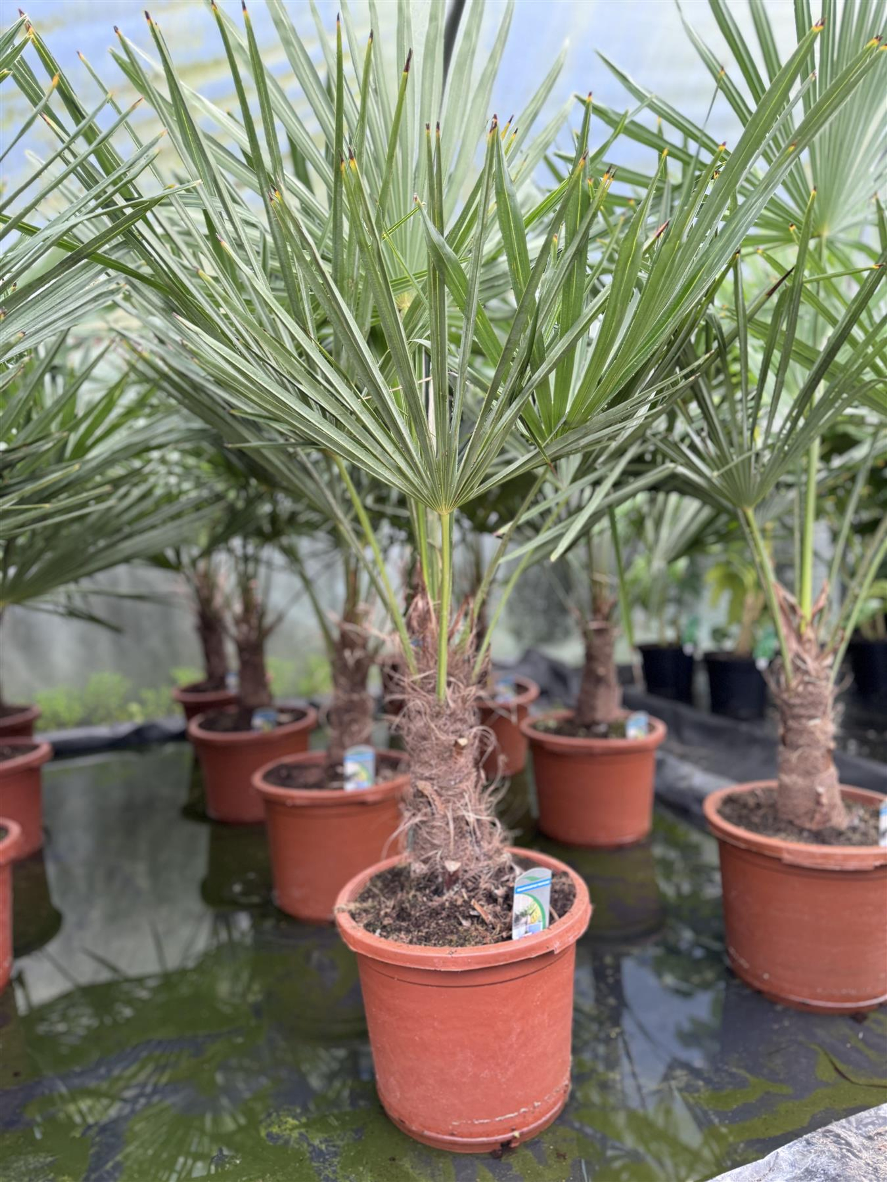 Trachycarpus Fortunei Fan Palm Tree 3.5 4ft Extra Large Plant in a 15 Litre Pot
