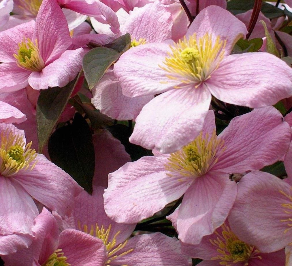 6x Mixed Large Clematis Climbing Plant Selection Pack 3ft Tall