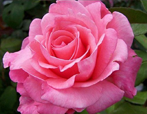 Rosa Congratulations Hybrid Tea Rose Supplied In A 3 Litre Pot Direct Plants