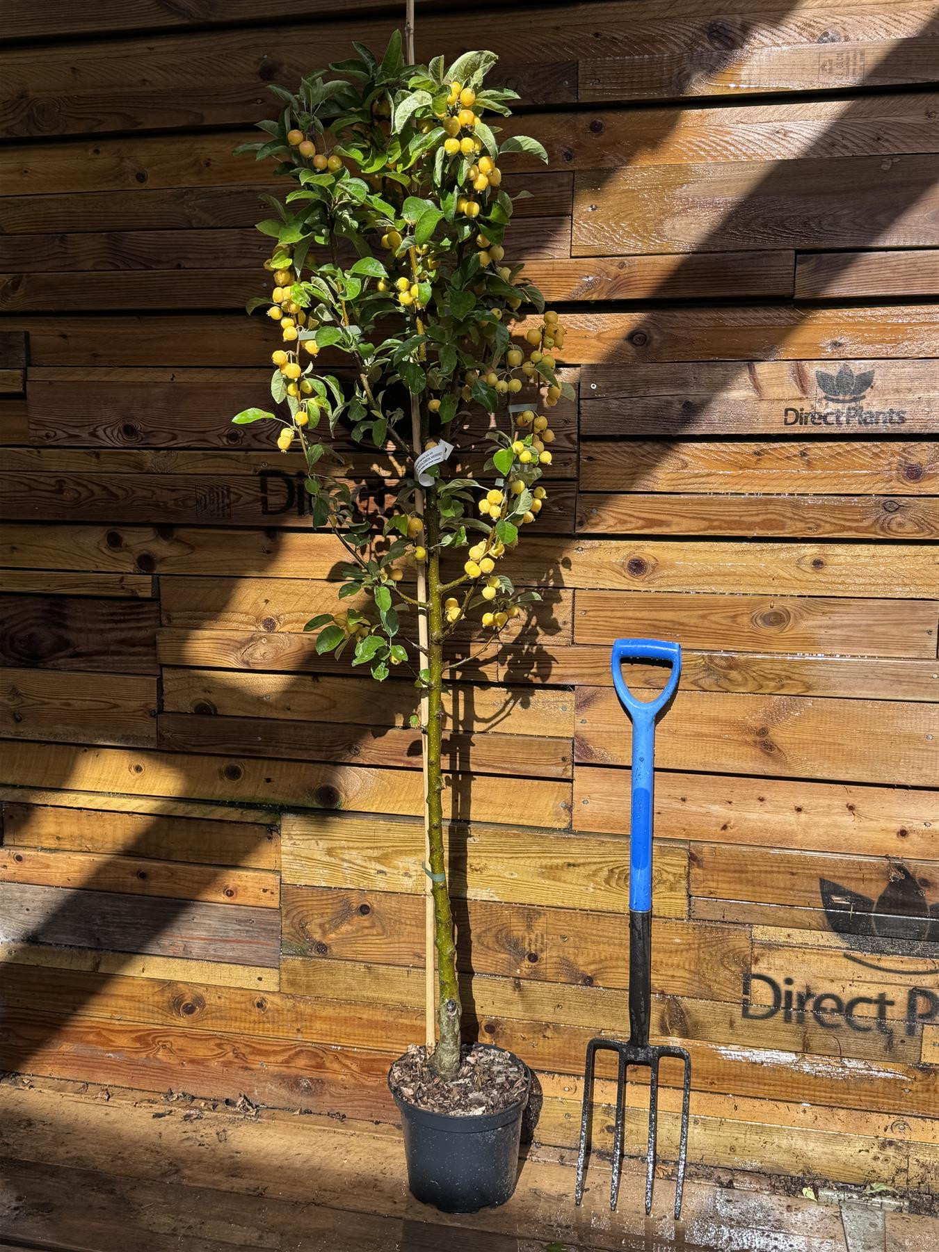 Malus x Zumi Golden Hornet Crab Apple Tree 5-6ft in a 7.5 Litre