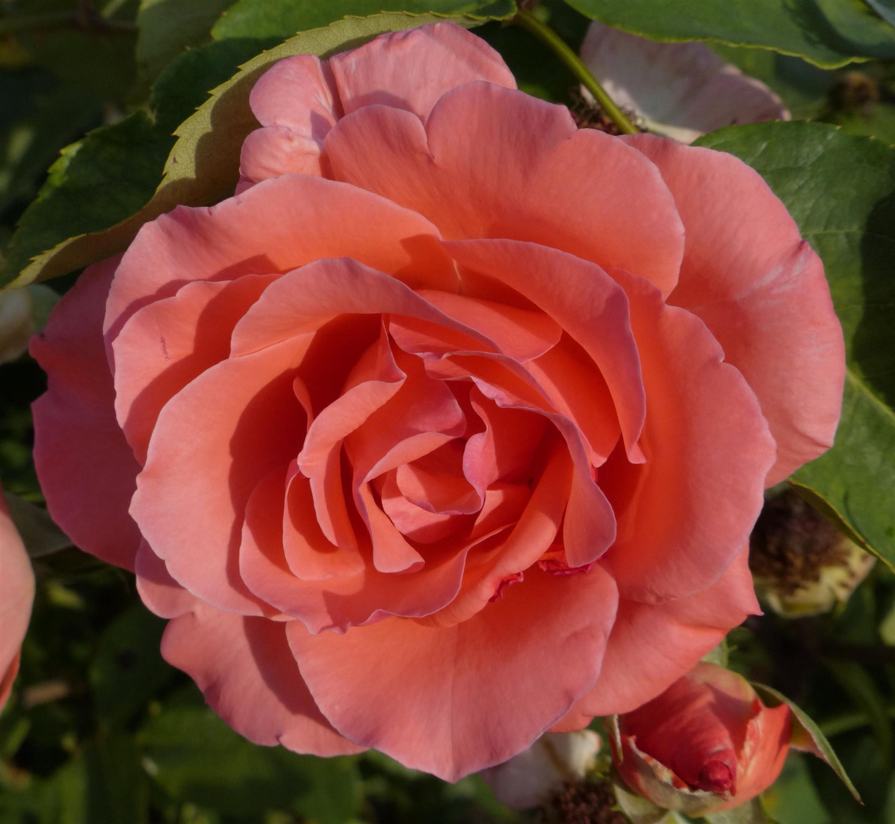 Rosa Blessings Hybrid Tea Rose Supplied In A 3 Litre Pot Direct Plants