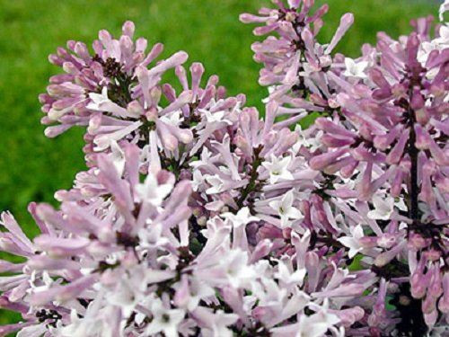 Syringa Miss Kim Dwarf Lilac Bush 30 40cm Supplied In A 2 Litre Pot Direct Plants