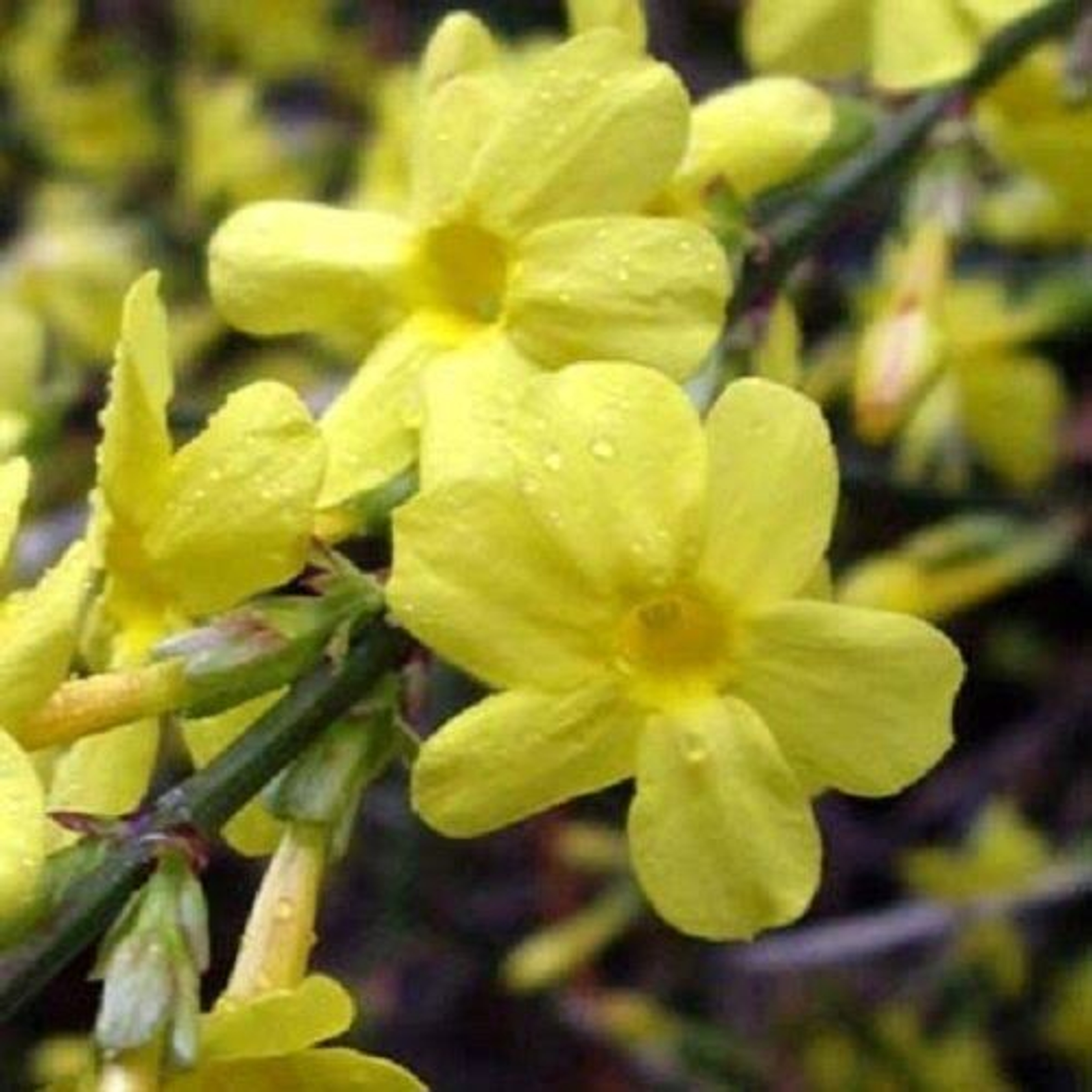 Jasminum Nudiflorum The Winter Jasmine Plants Pack Of 3 Supplied In 9cm Pots Direct Plants
